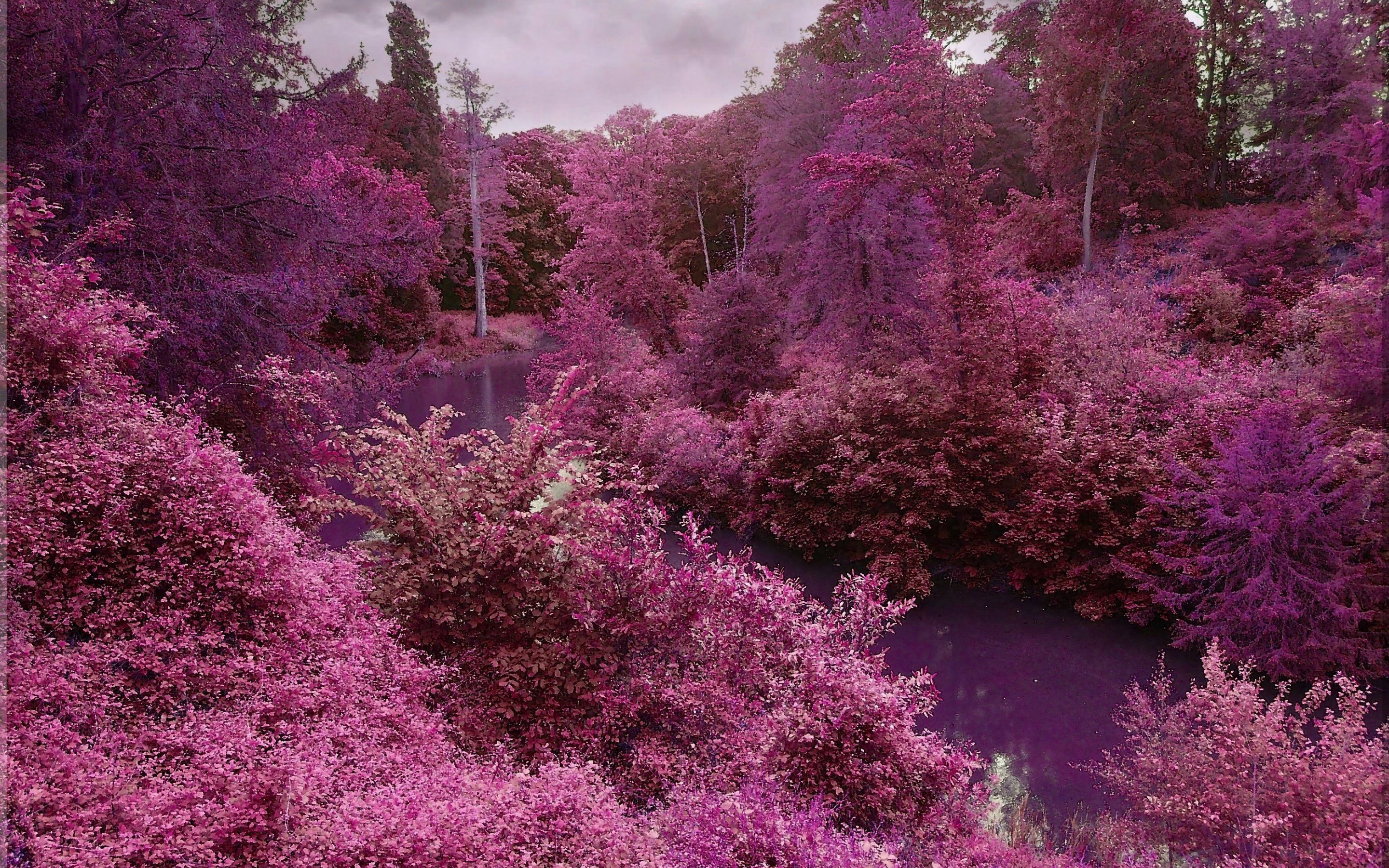 Розовый цветок в лесу. Сакура пурпурная (мелкозубчатая. Сакура пурпурная мелкозубчатая парк. Розовый лес. Розовая природа.