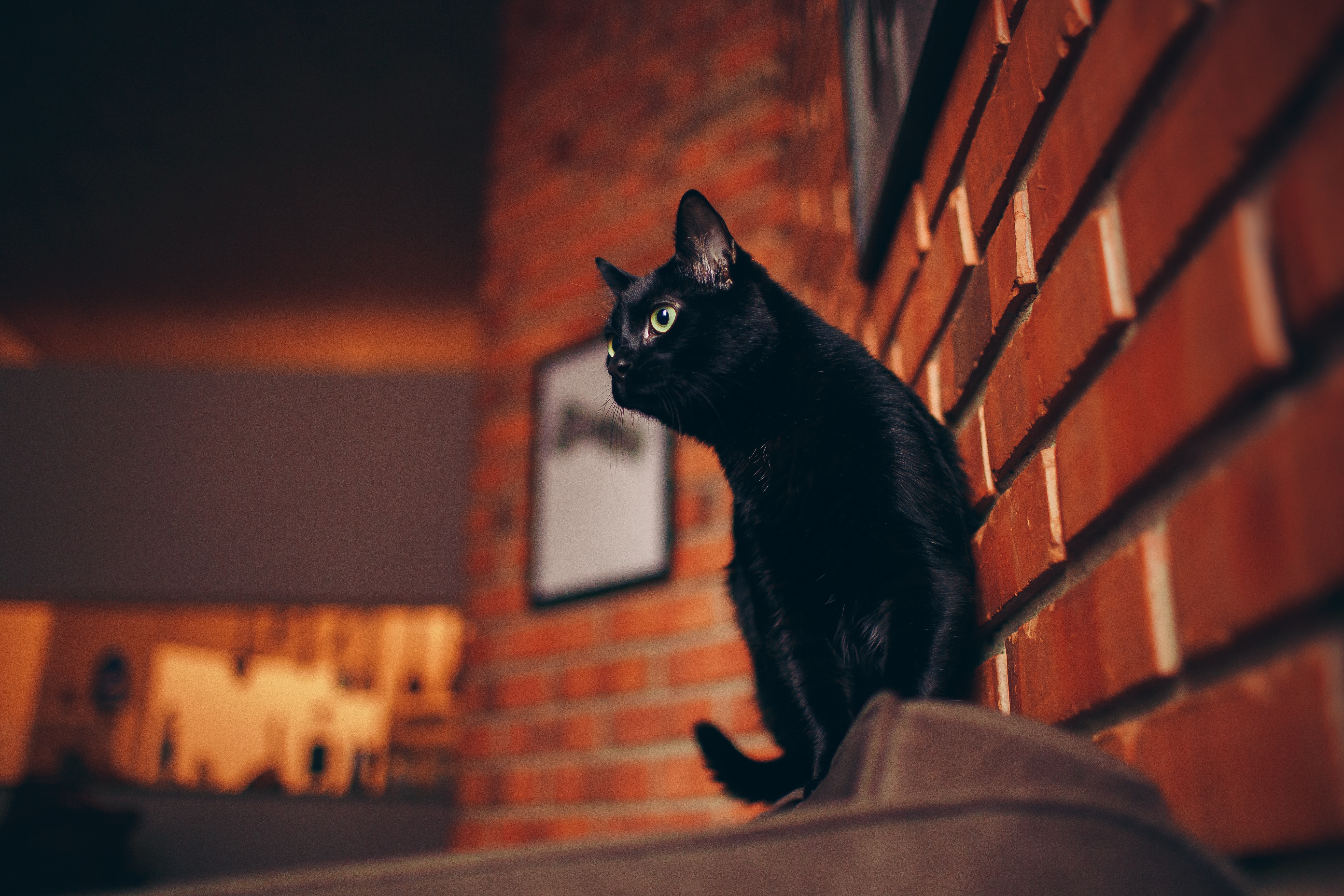 Черная кошка в доме хорошо. Черная кошка. Черные коты. Черный кот в доме. Черный кот сидит.