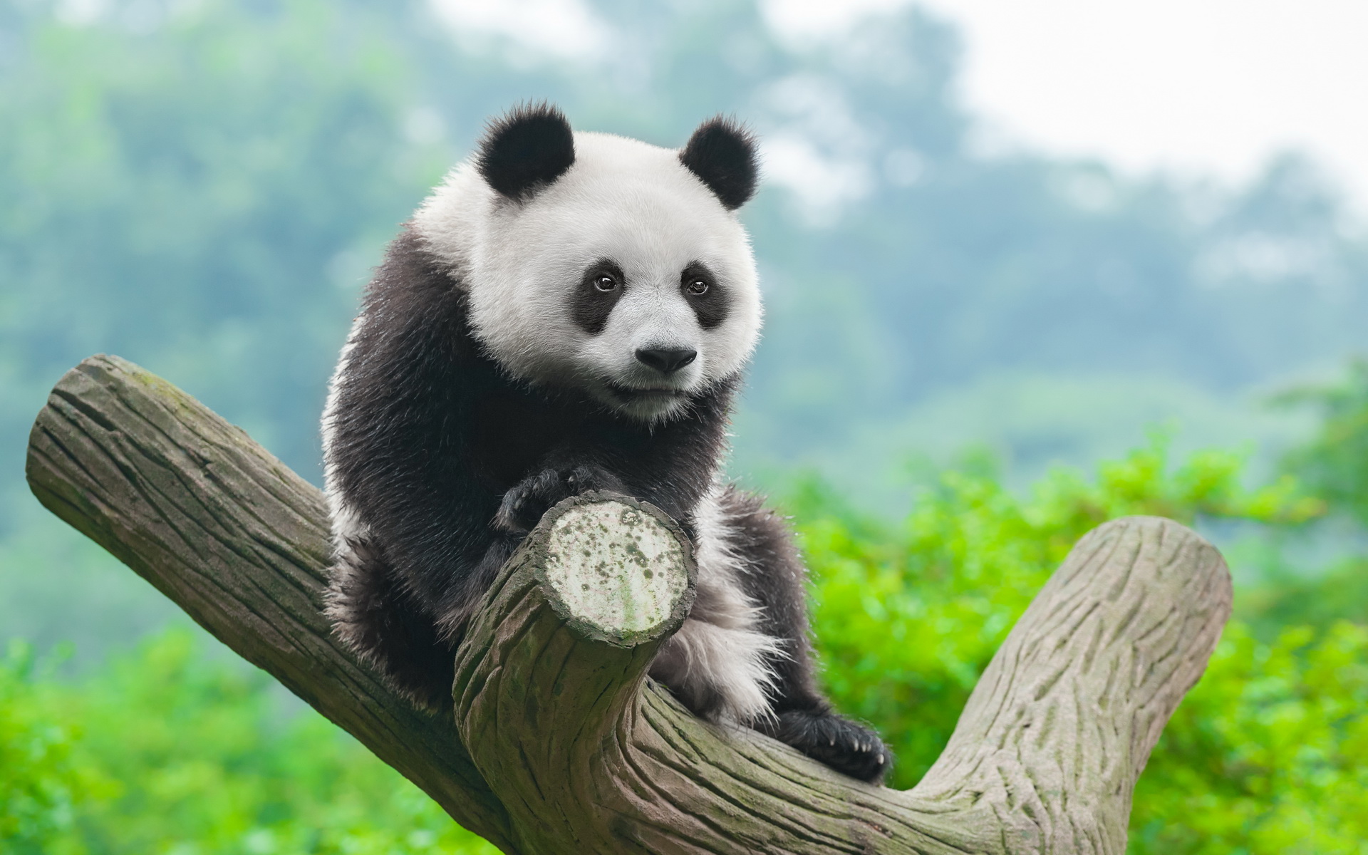 Бамбуковая Панда
