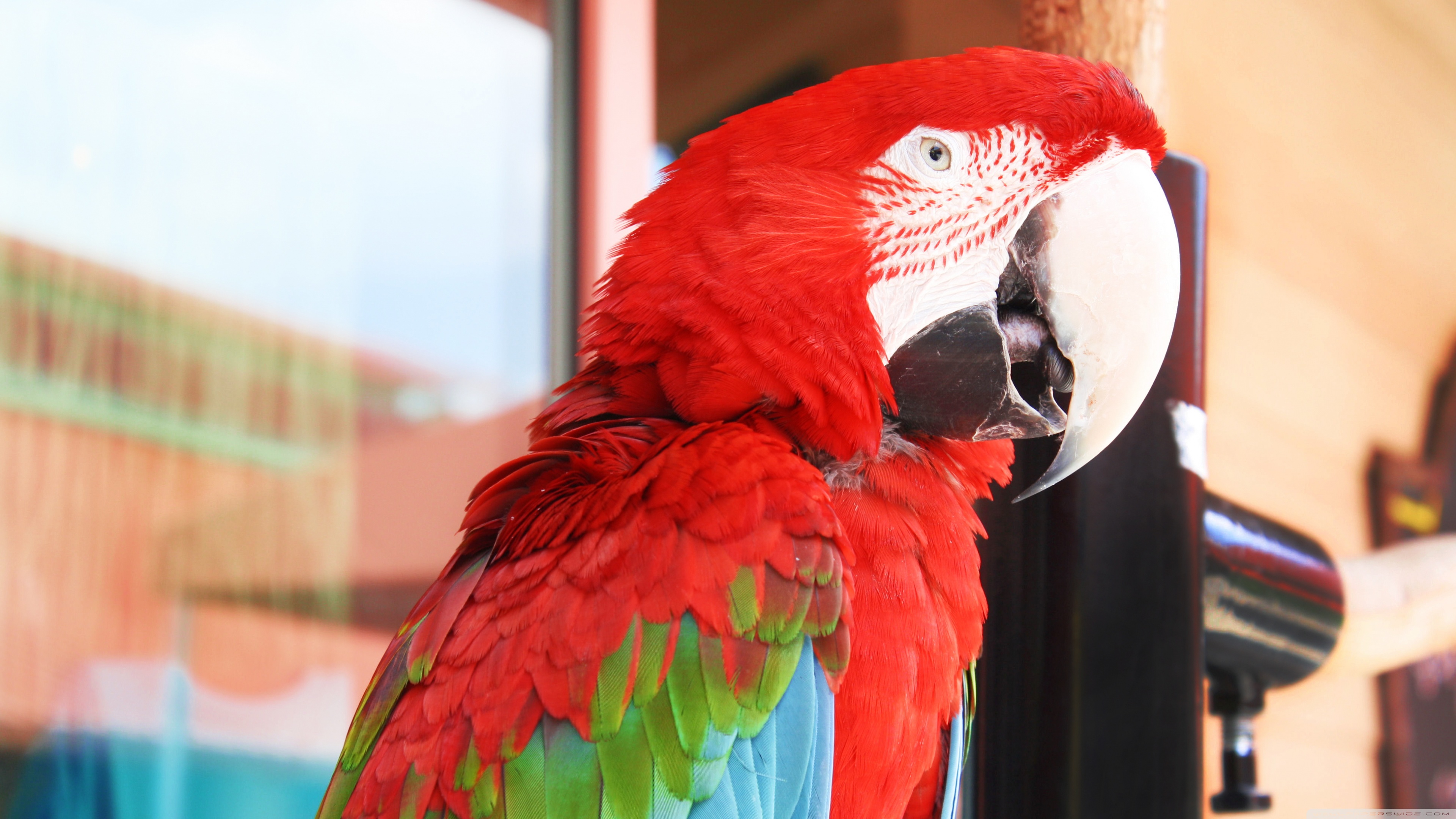 I ve parrot. Попугай ара. Зеленокрылый ара. Большой попугай ара. Красноспинный ара.