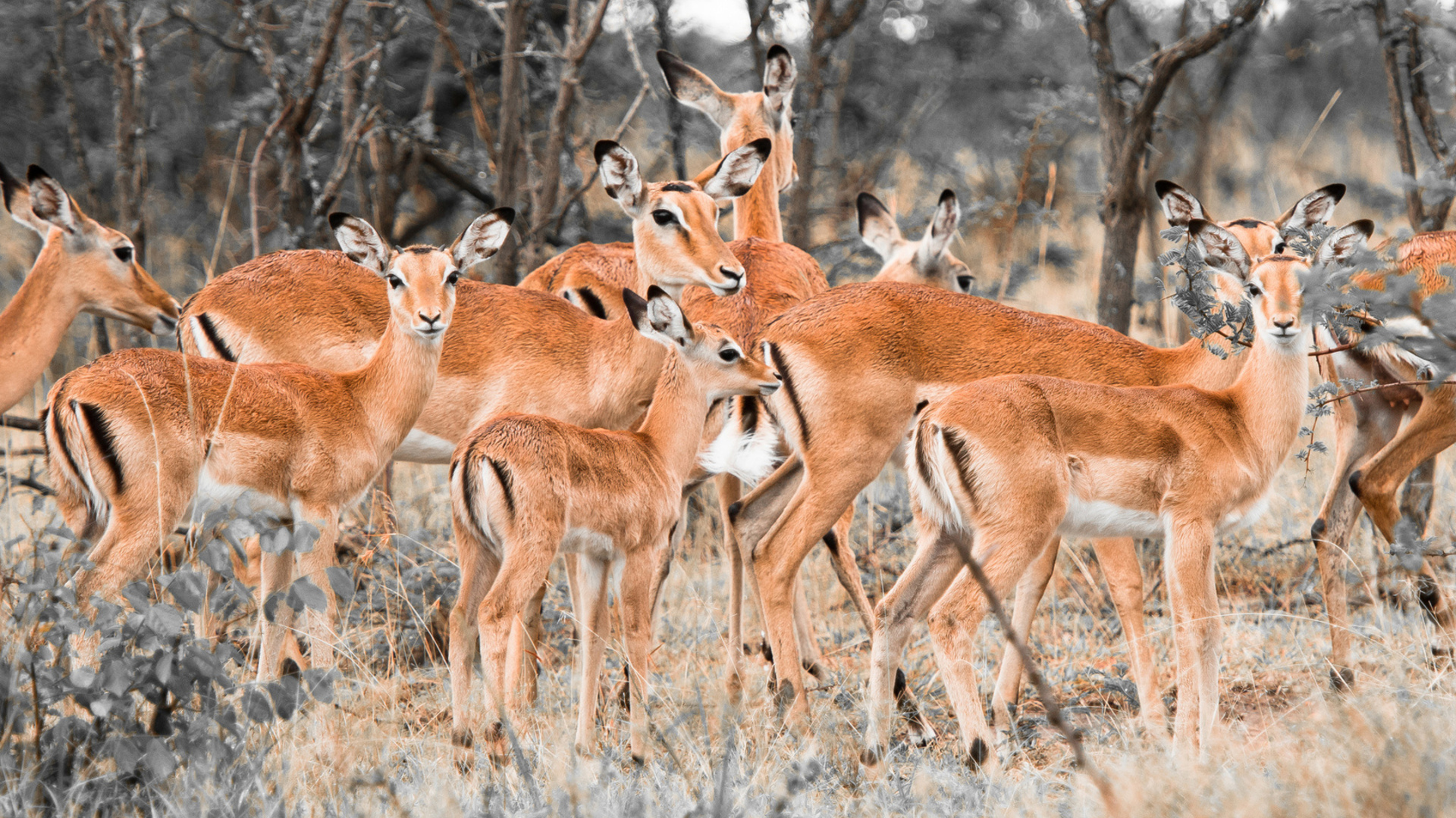 animal, impala for android