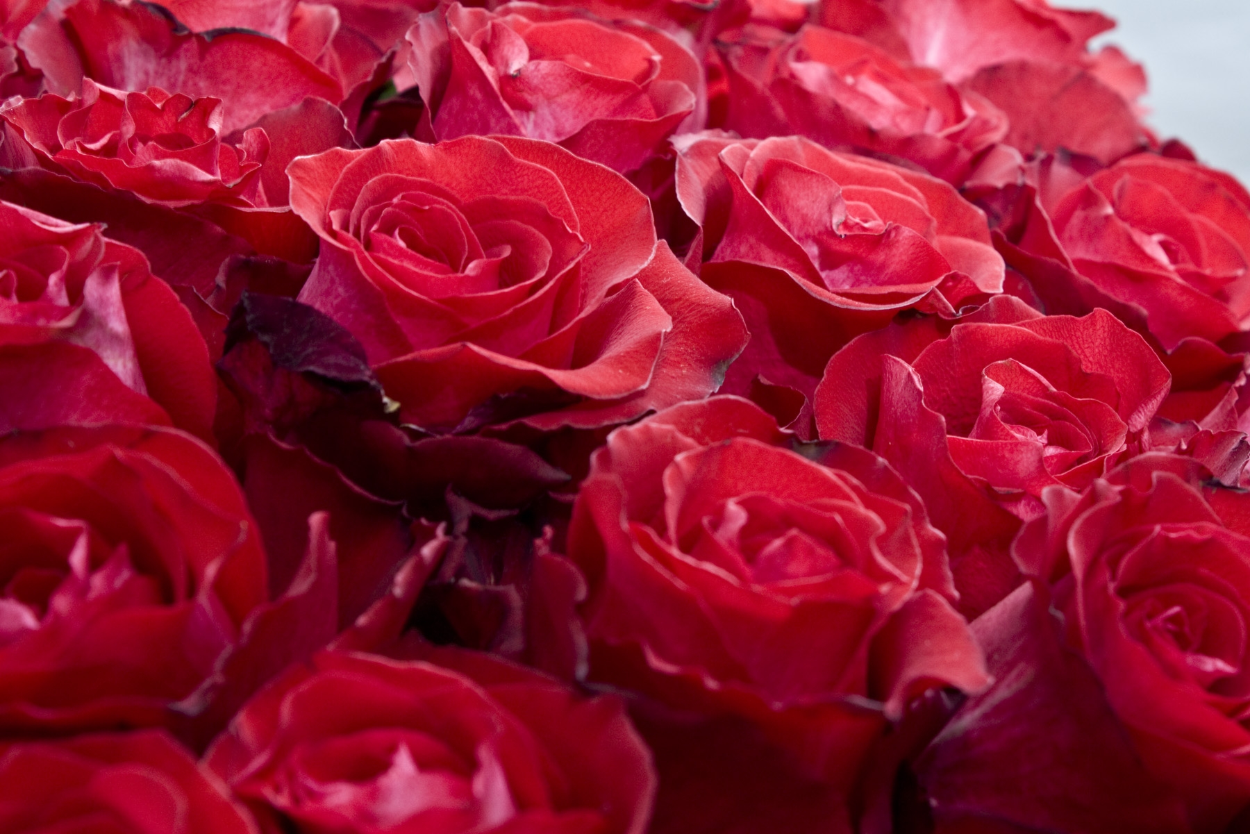 129731 descargar imagen flores, roses, rojo, cogollos, brotes, generosamente, es hermoso: fondos de pantalla y protectores de pantalla gratis