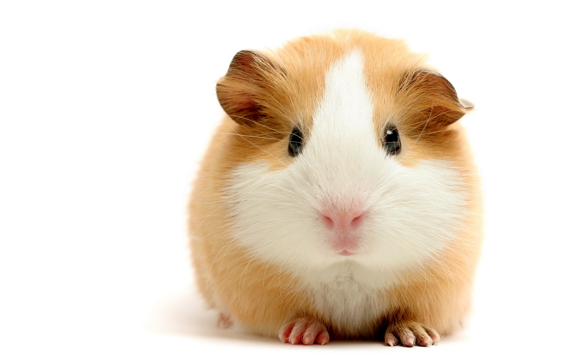 Download PC Wallpaper guinea pig, animal