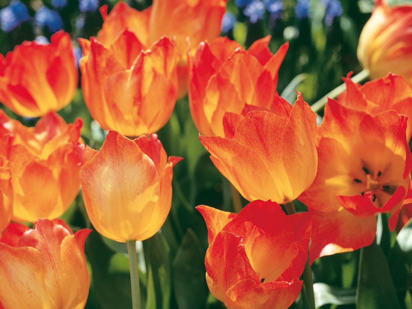 Wallpaper Full HD flowers, tulips, close up, flower bed, flowerbed, spring
