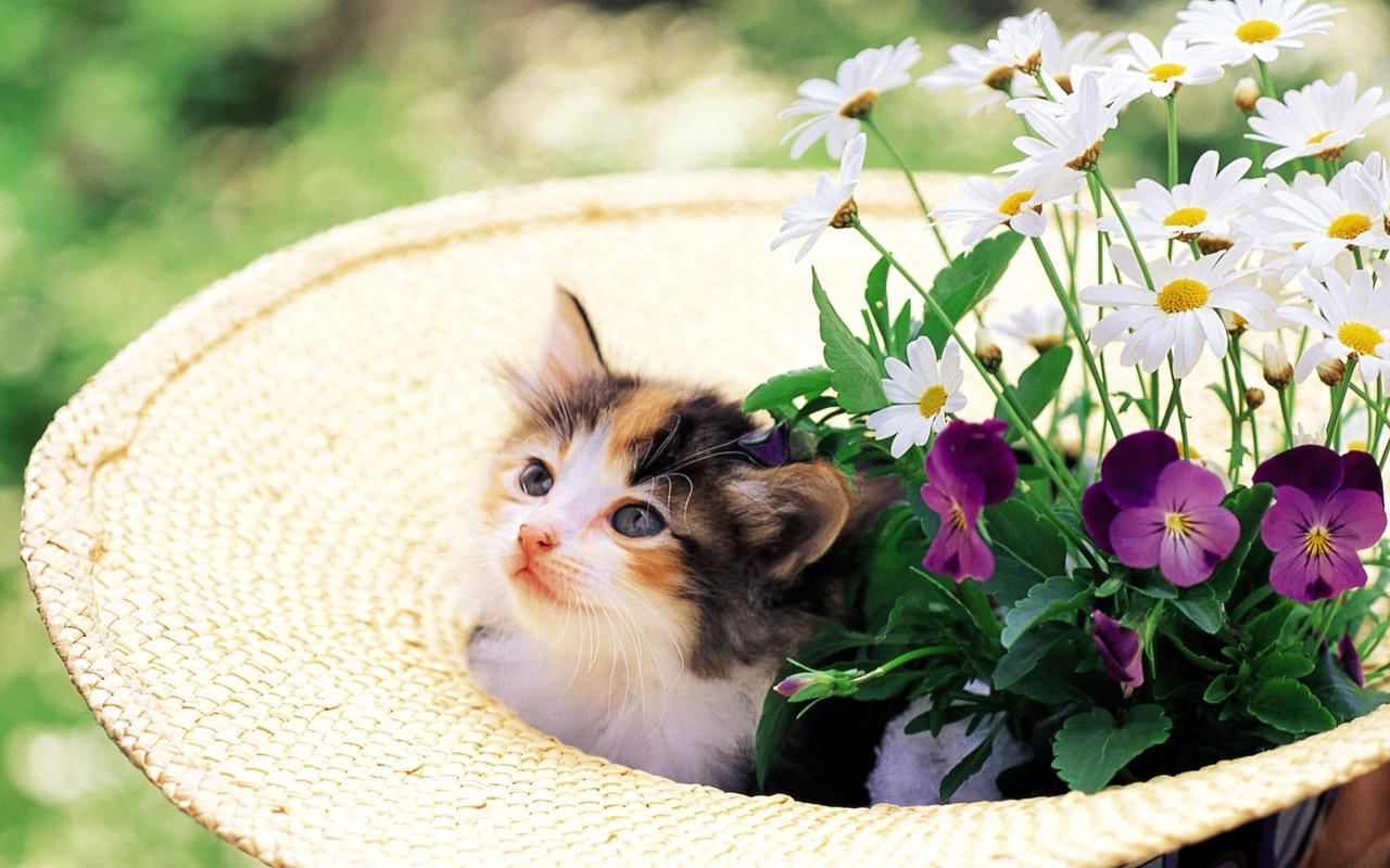 Download mobile wallpaper Cats, Flowers, Animals for free.