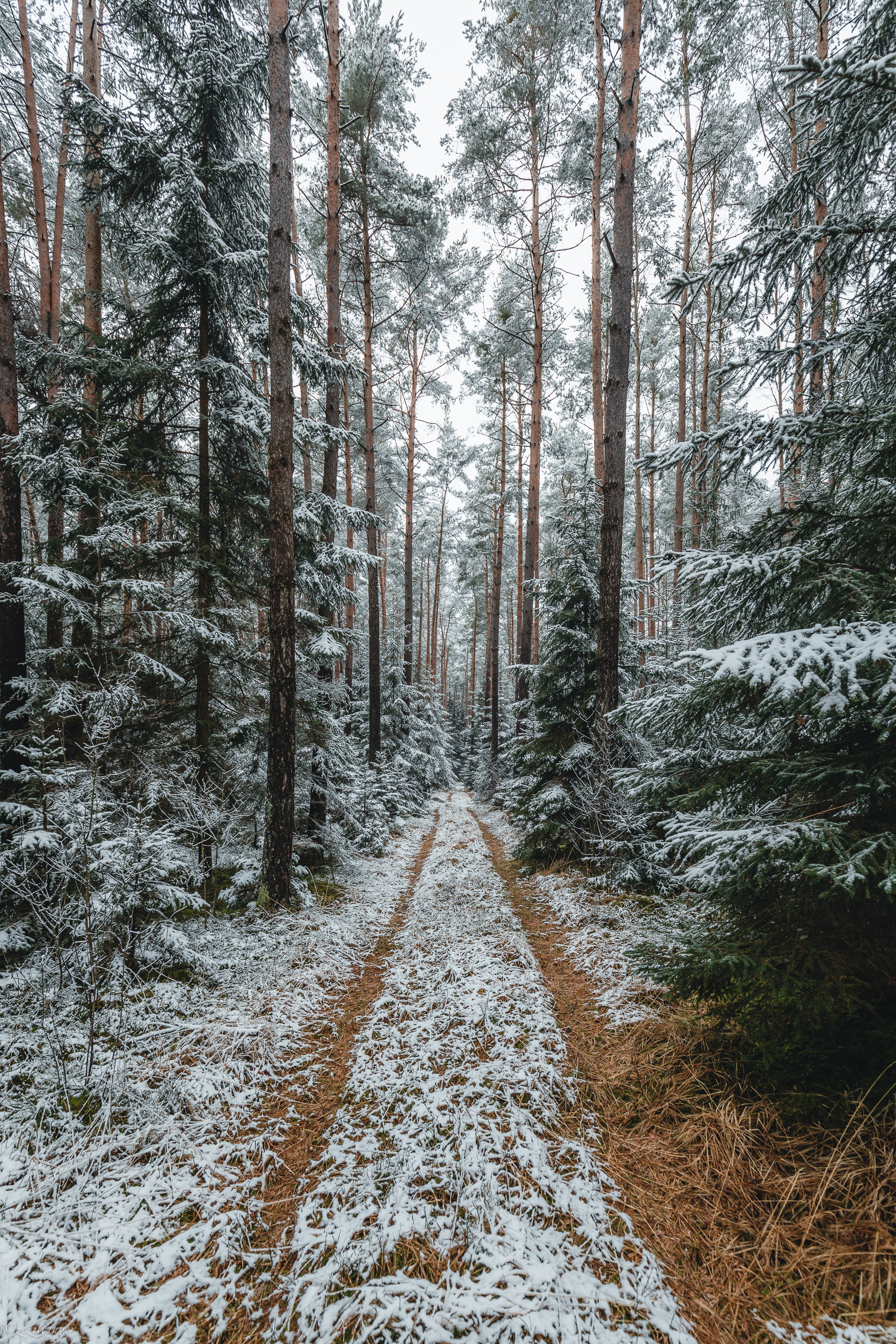 Laden Sie das Natur, Bäume, Kiefer, Track, Spur, Wald, Schnee-Bild kostenlos auf Ihren PC-Desktop herunter