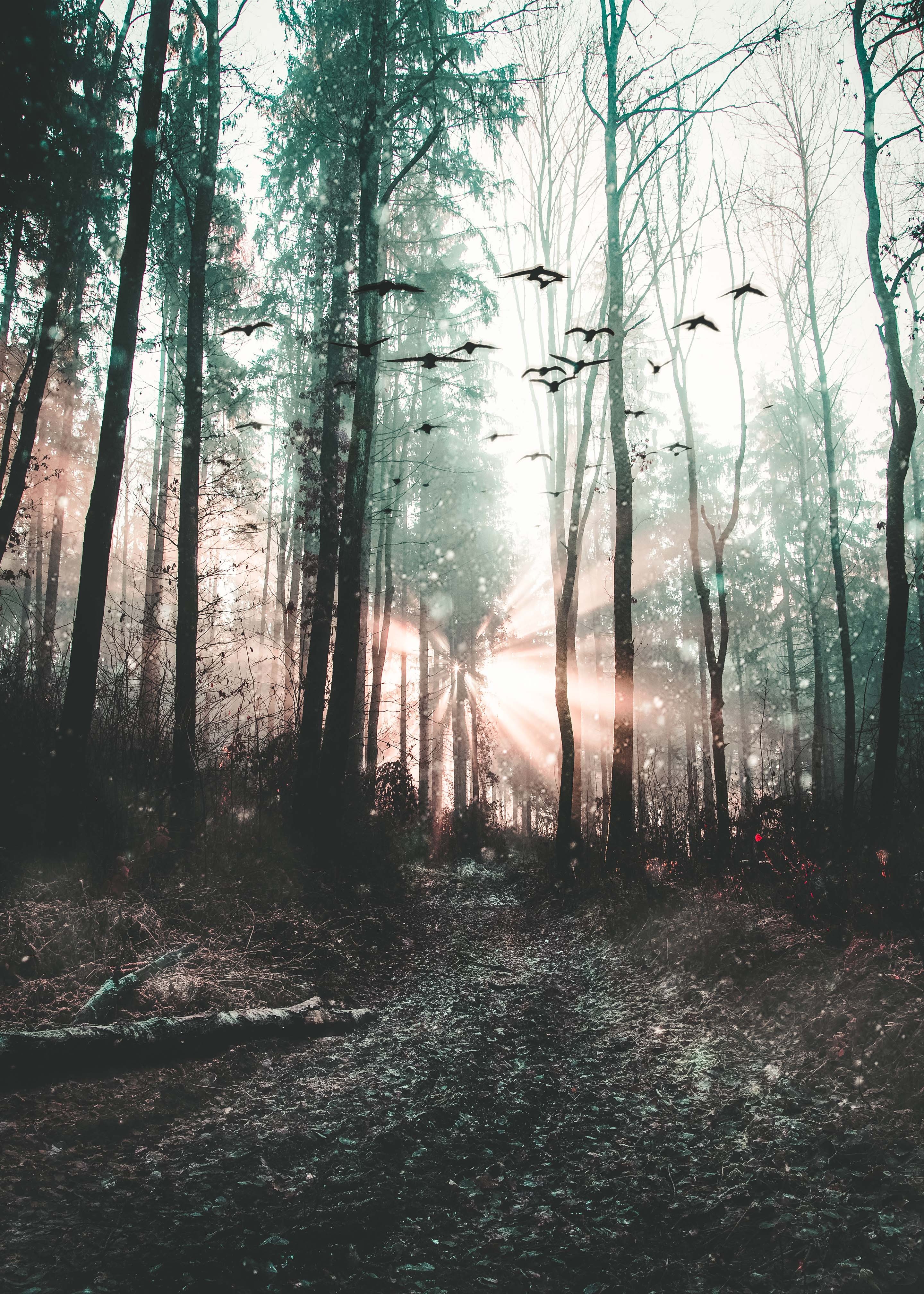 Free download wallpaper Nature, Trees, Fog, Mystical, Forest, Birds, Mystic on your PC desktop