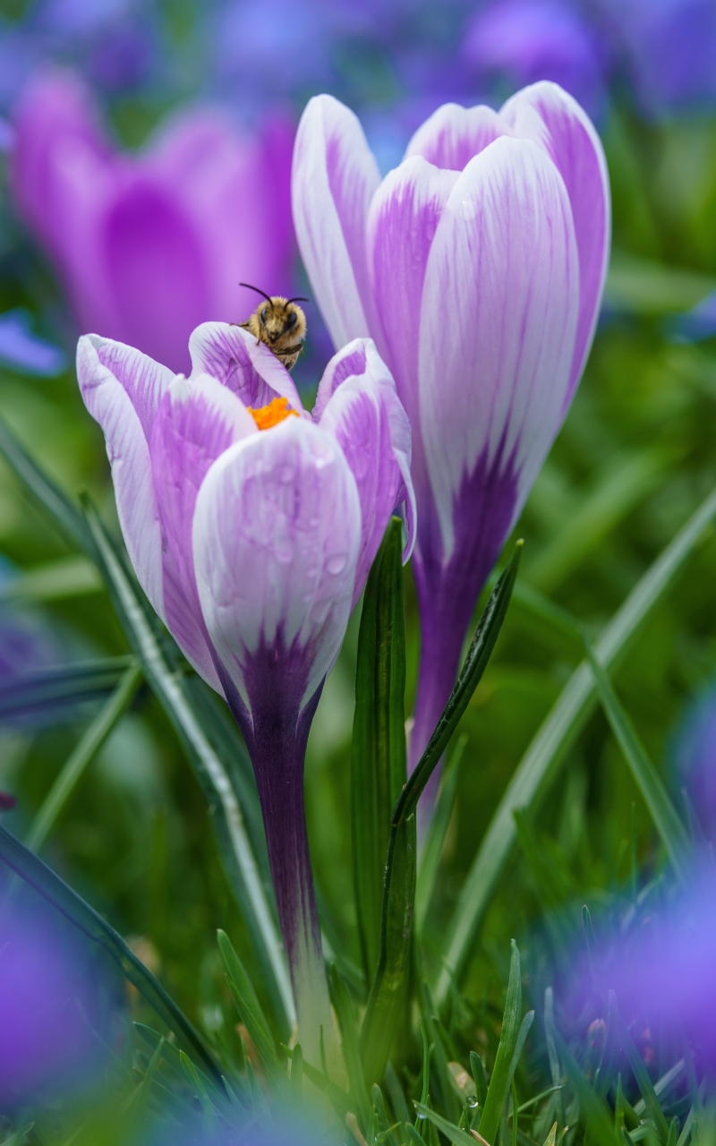 1176976壁紙のダウンロード地球, クロッカス, 虫, ミツバチ, 蜂, 春, 花, 大きい, 紫色の花, フラワーズ-スクリーンセーバーと写真を無料で