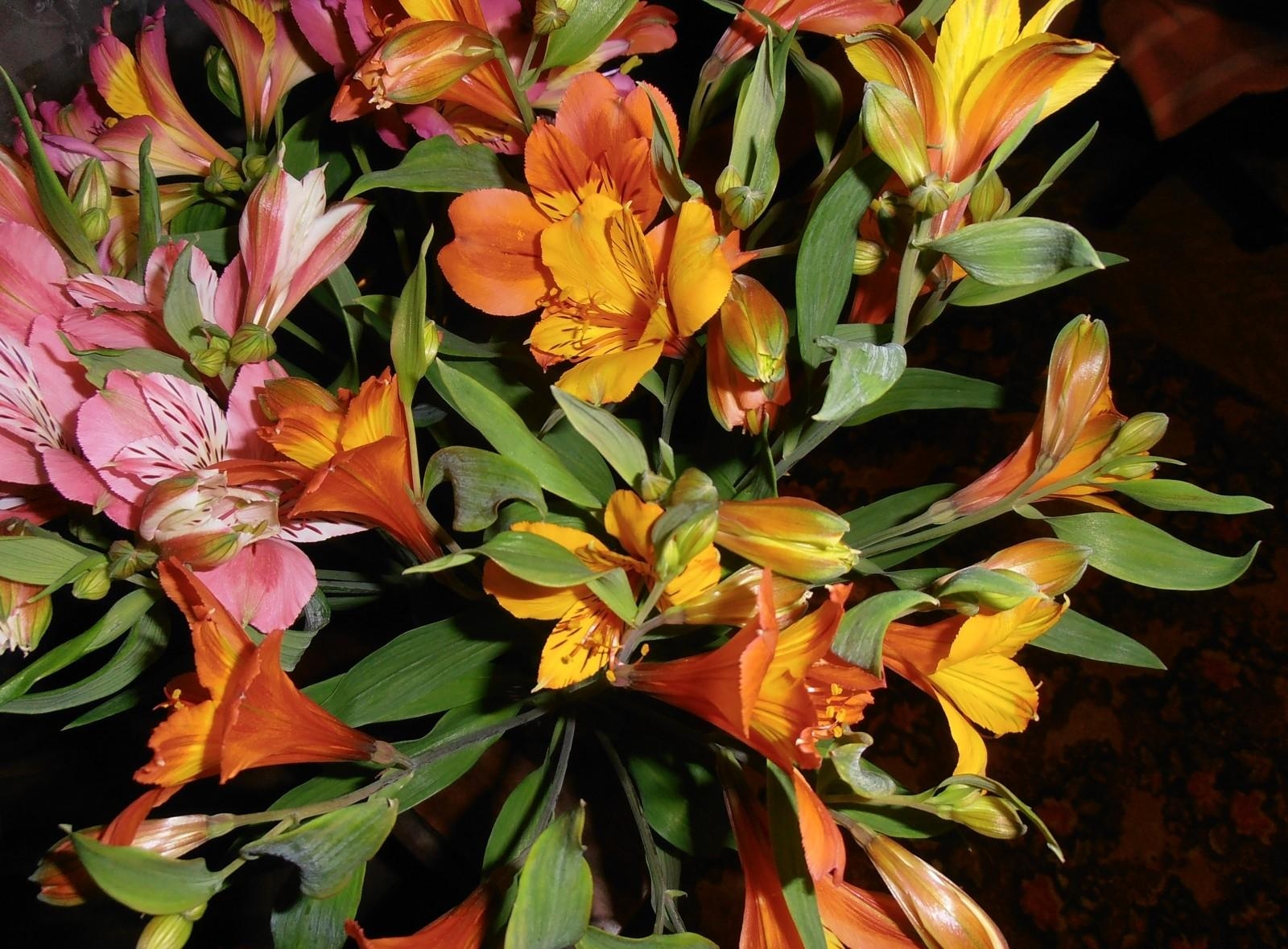 flowers, leaves, shine, light, alstroemeria, bouquet Free Stock Photo
