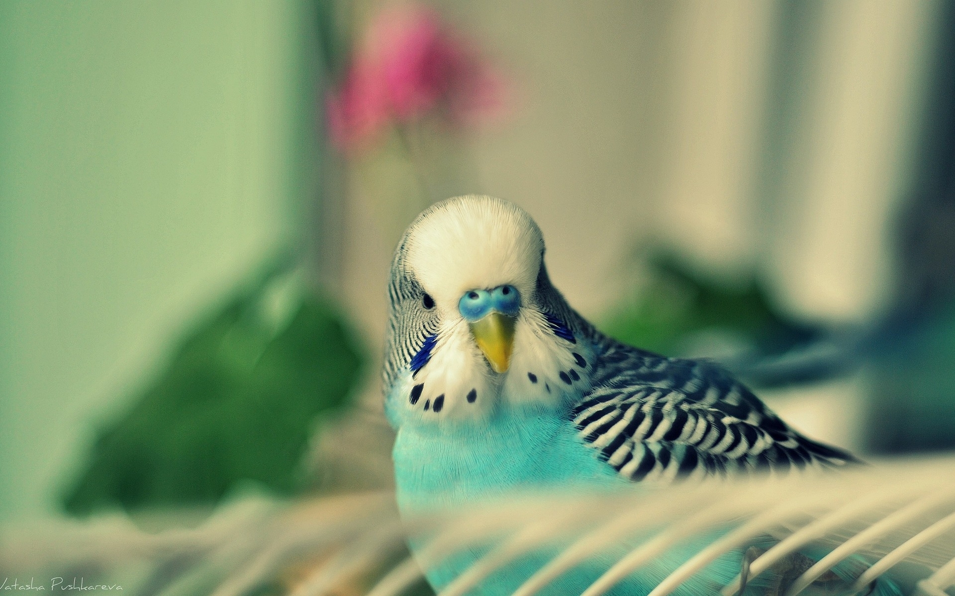 Download mobile wallpaper Animals, Birds, Parrots for free.
