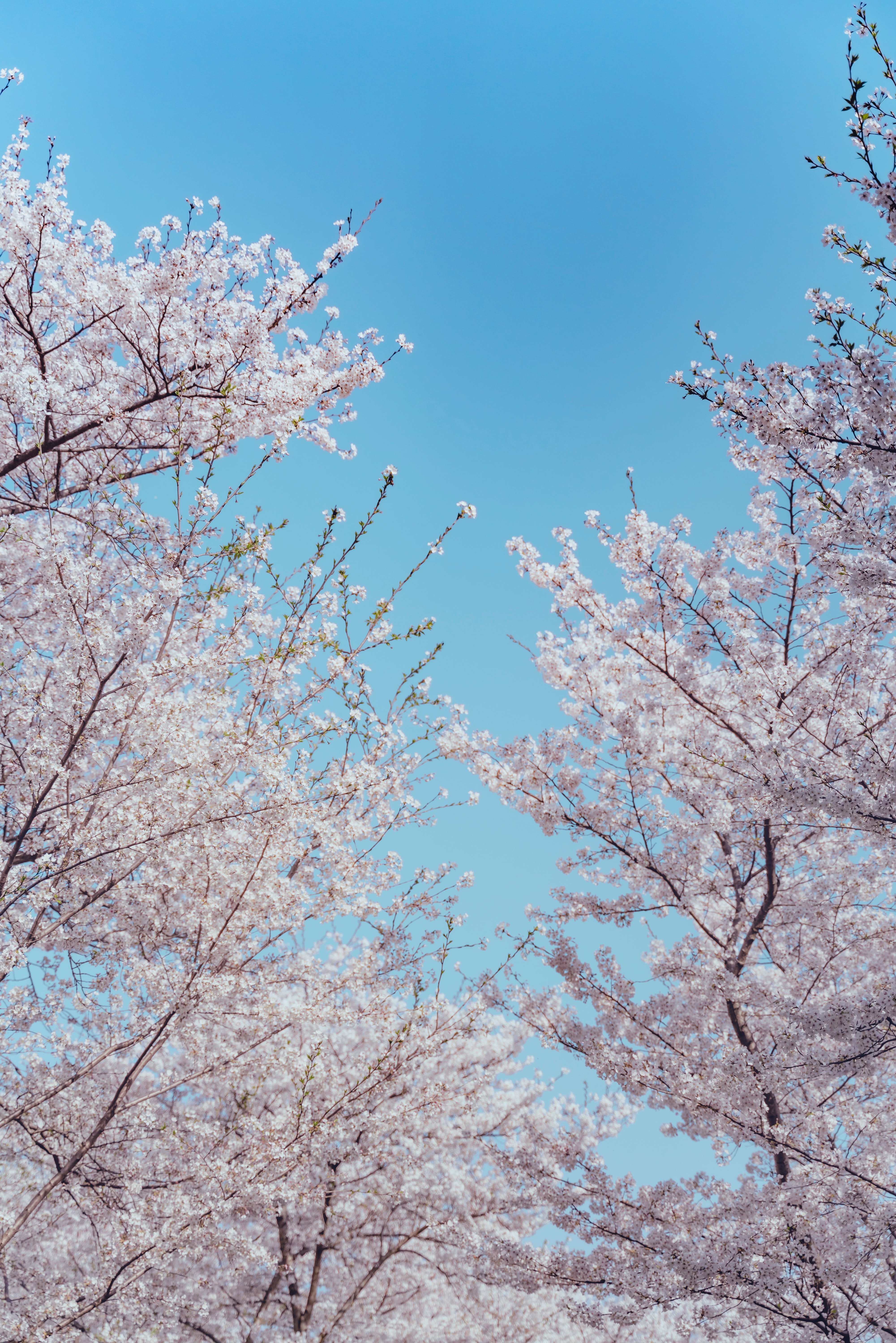 spring, flowers, sakura, wood, tree, branches