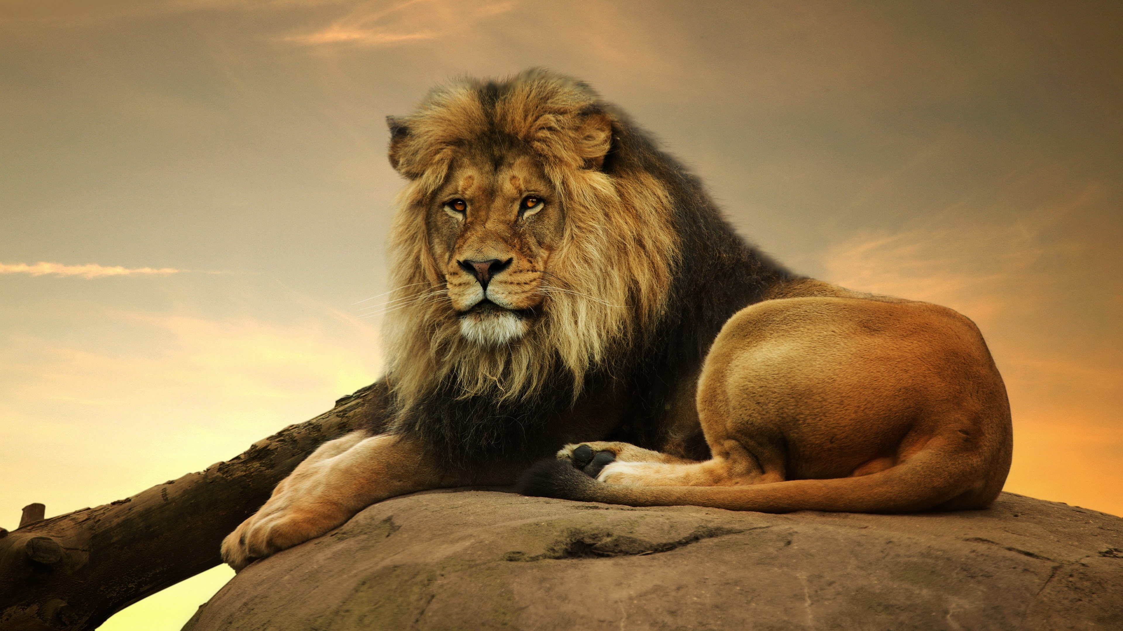 Лев царь зверей