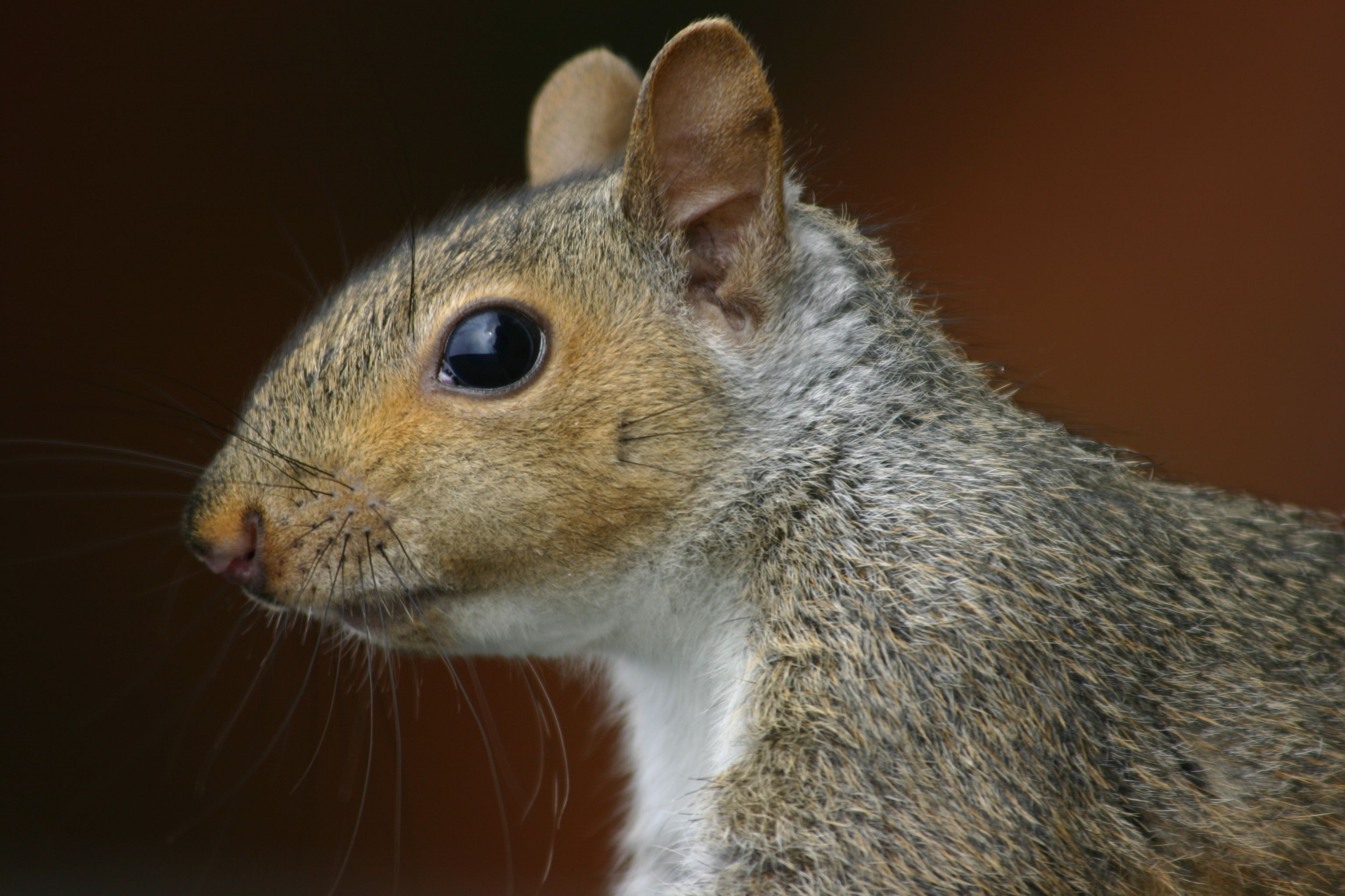 animal, squirrel Desktop Wallpaper