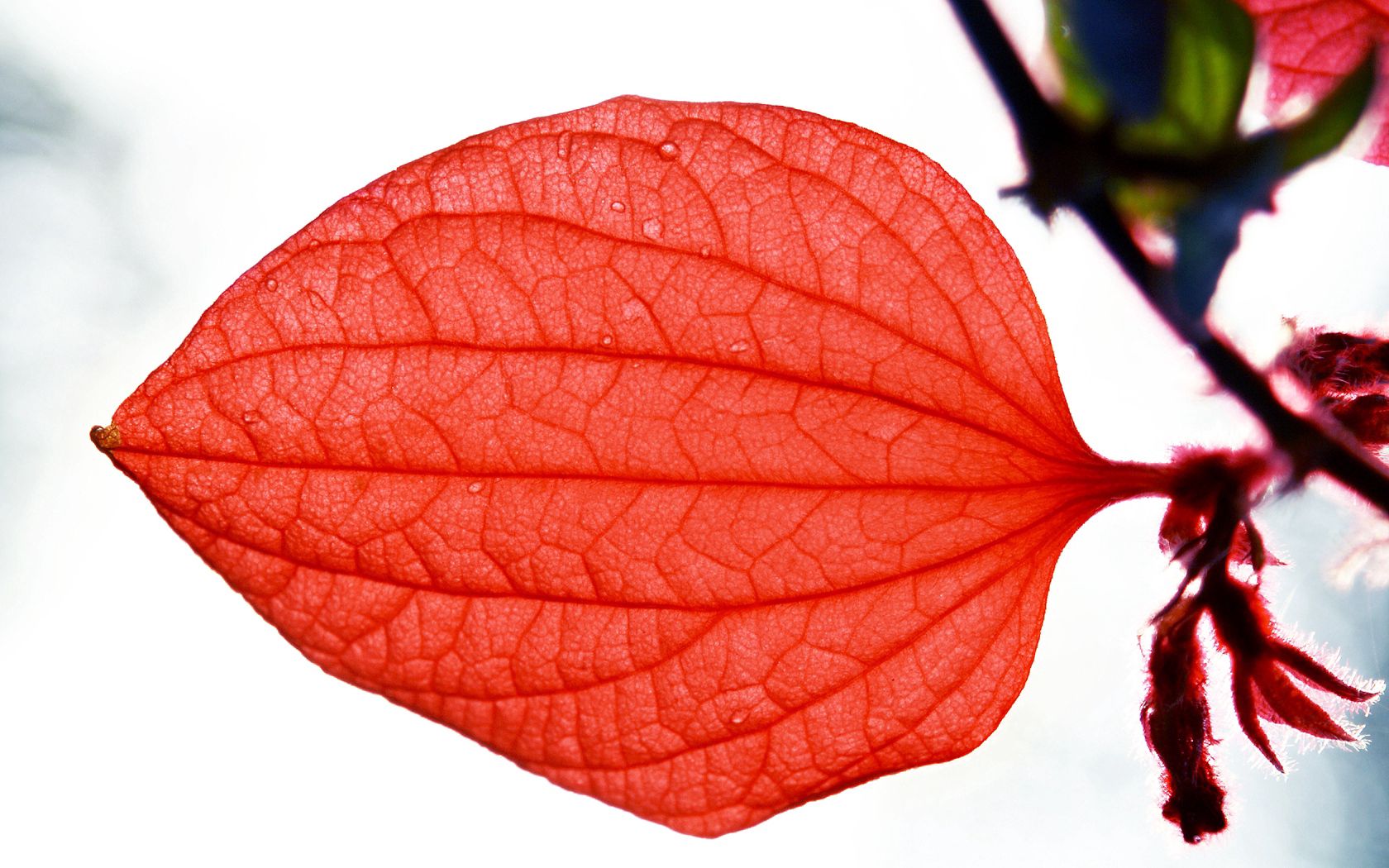 red, macro, sheet, leaf, plantain HD wallpaper