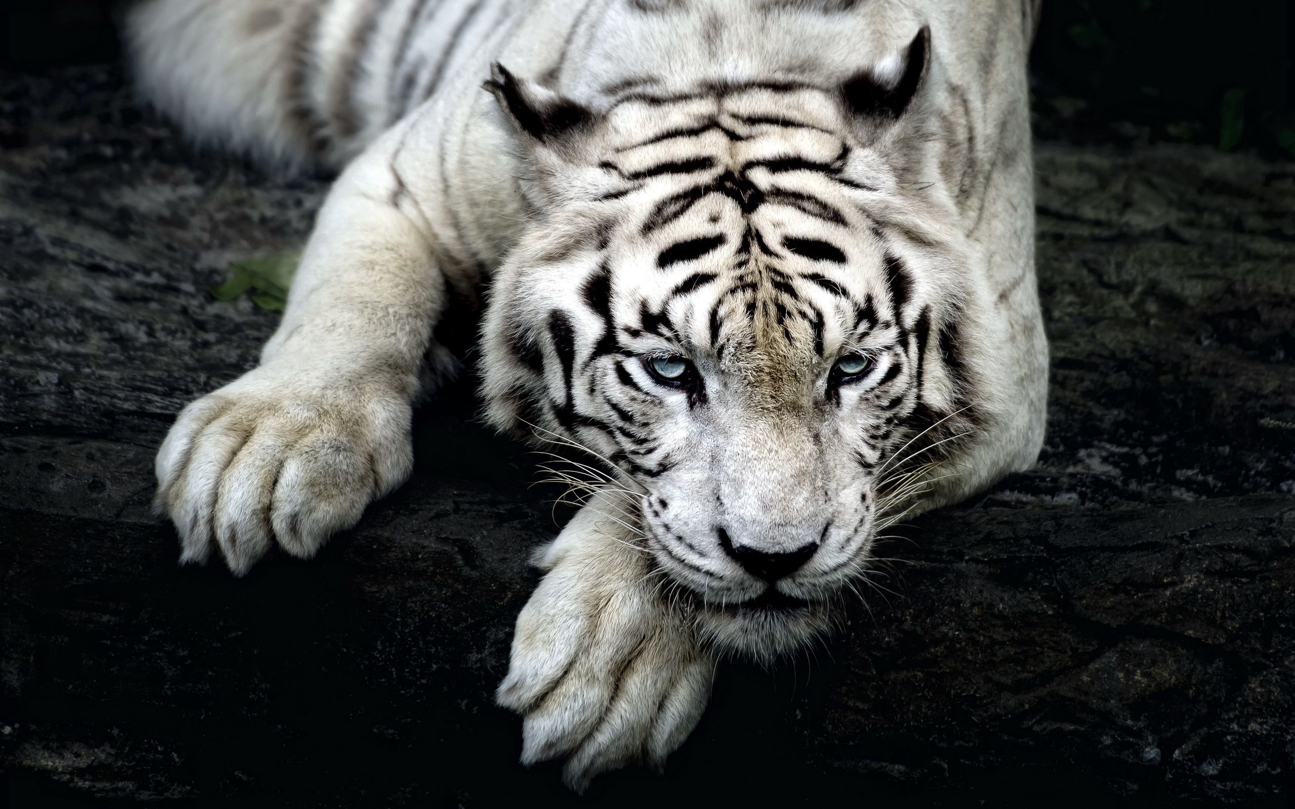 140399 Hintergrundbild herunterladen tiere, sich hinlegen, liegen, schnauze, tiger, albino - Bildschirmschoner und Bilder kostenlos