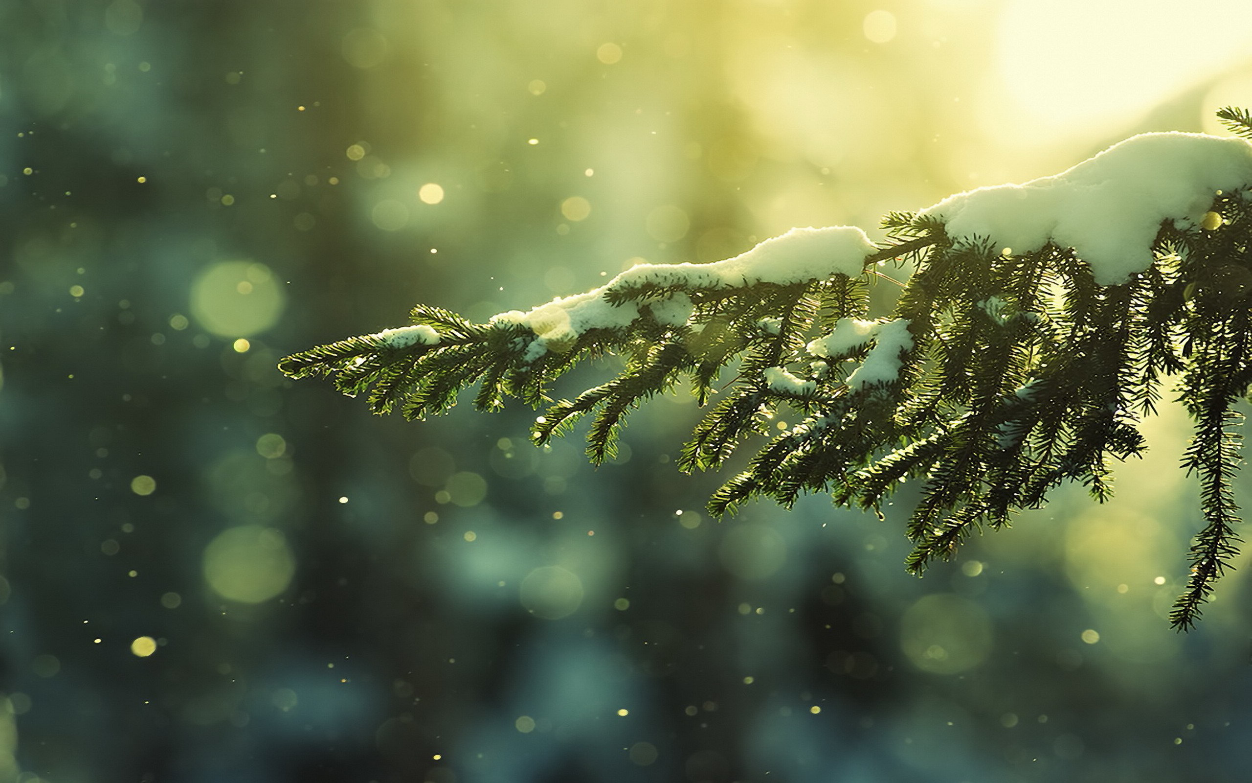 Download mobile wallpaper Snow, Plants for free.