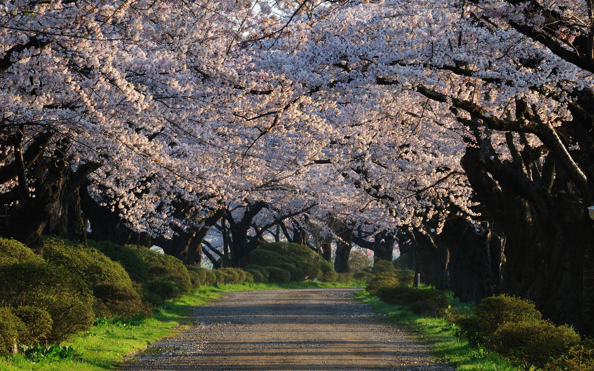 Free download wallpaper Nature, Trees, Road, Flowers on your PC desktop