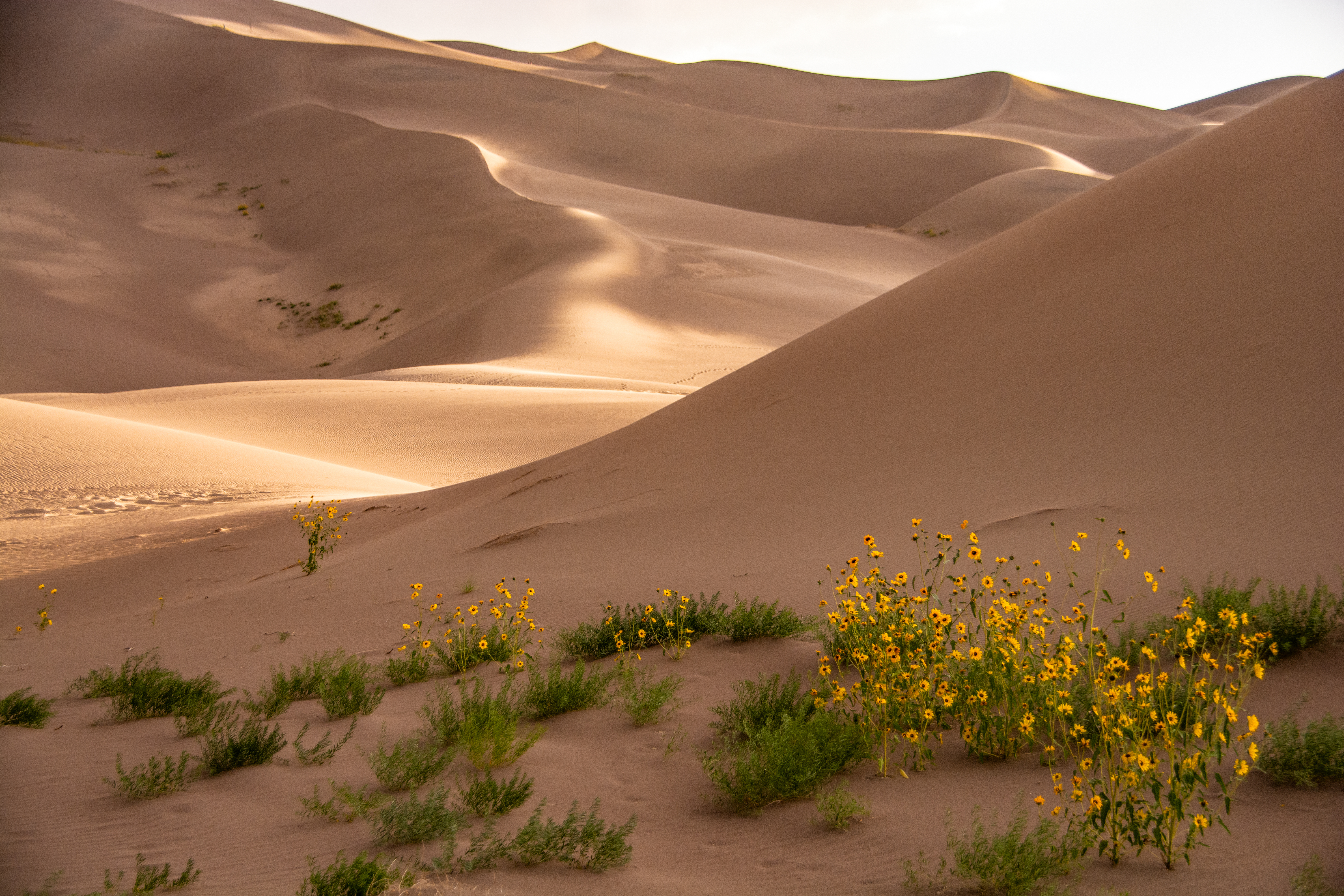 157484 Hintergrundbild herunterladen wüste, natur, blumen, sand, die hügel, hügel, dünen - Bildschirmschoner und Bilder kostenlos