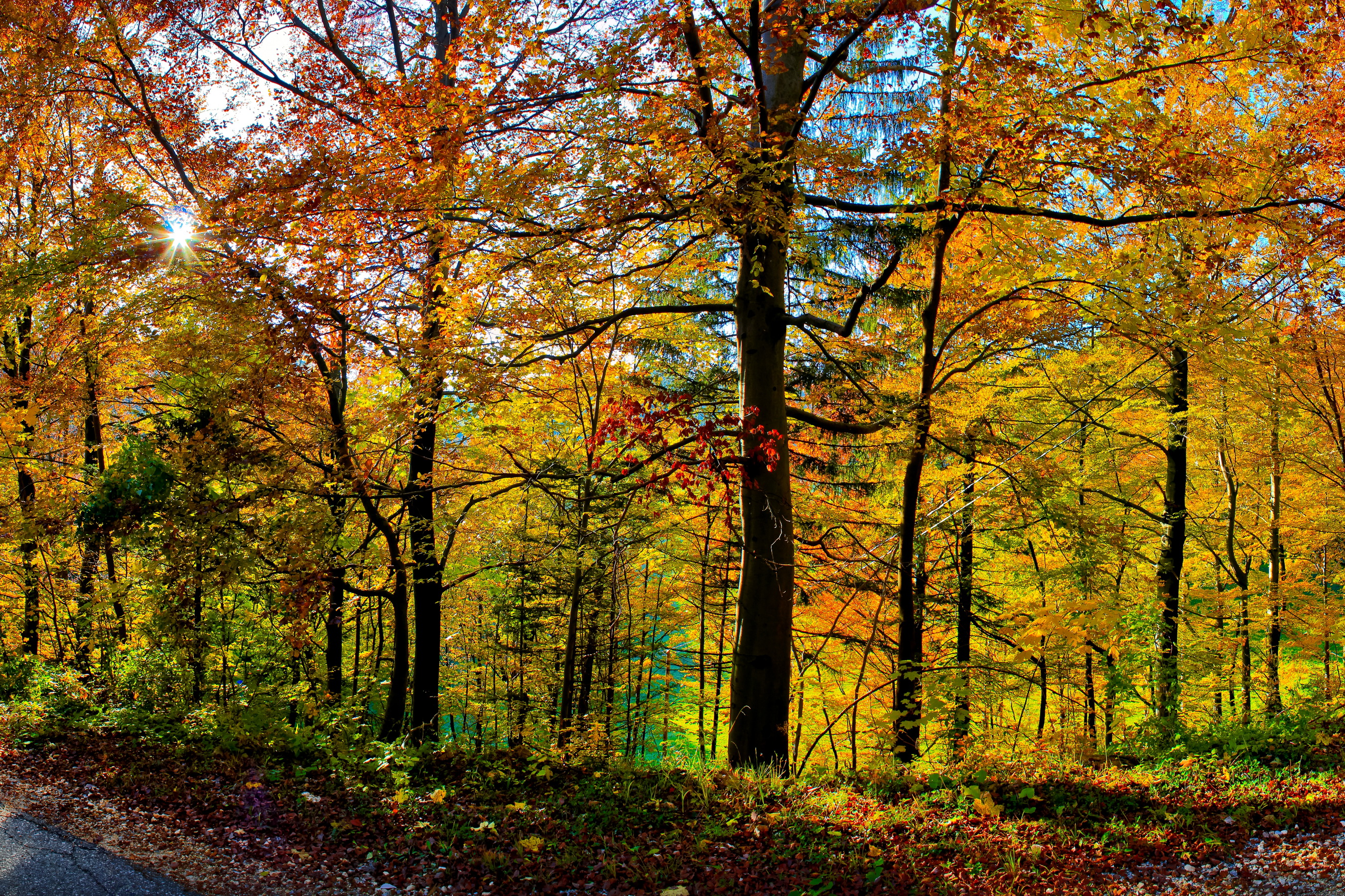 Осенний дремучий лес