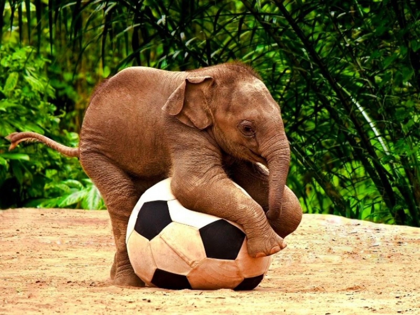 Скачать картинку Слоны, Животные, Футбол в телефон бесплатно.