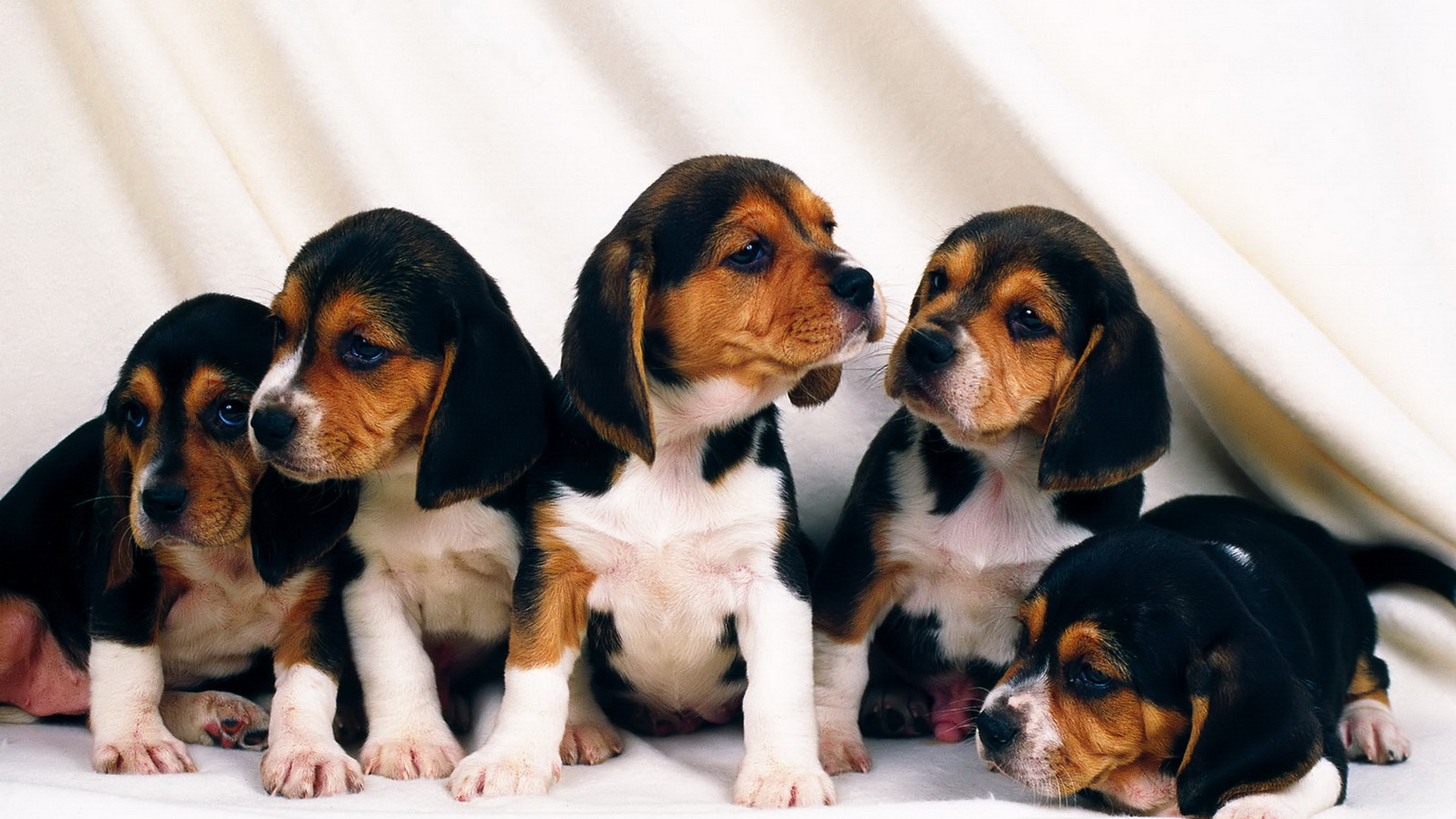 165511 Hintergrundbild herunterladen tiere, beagle, hund, welpen, hunde - Bildschirmschoner und Bilder kostenlos