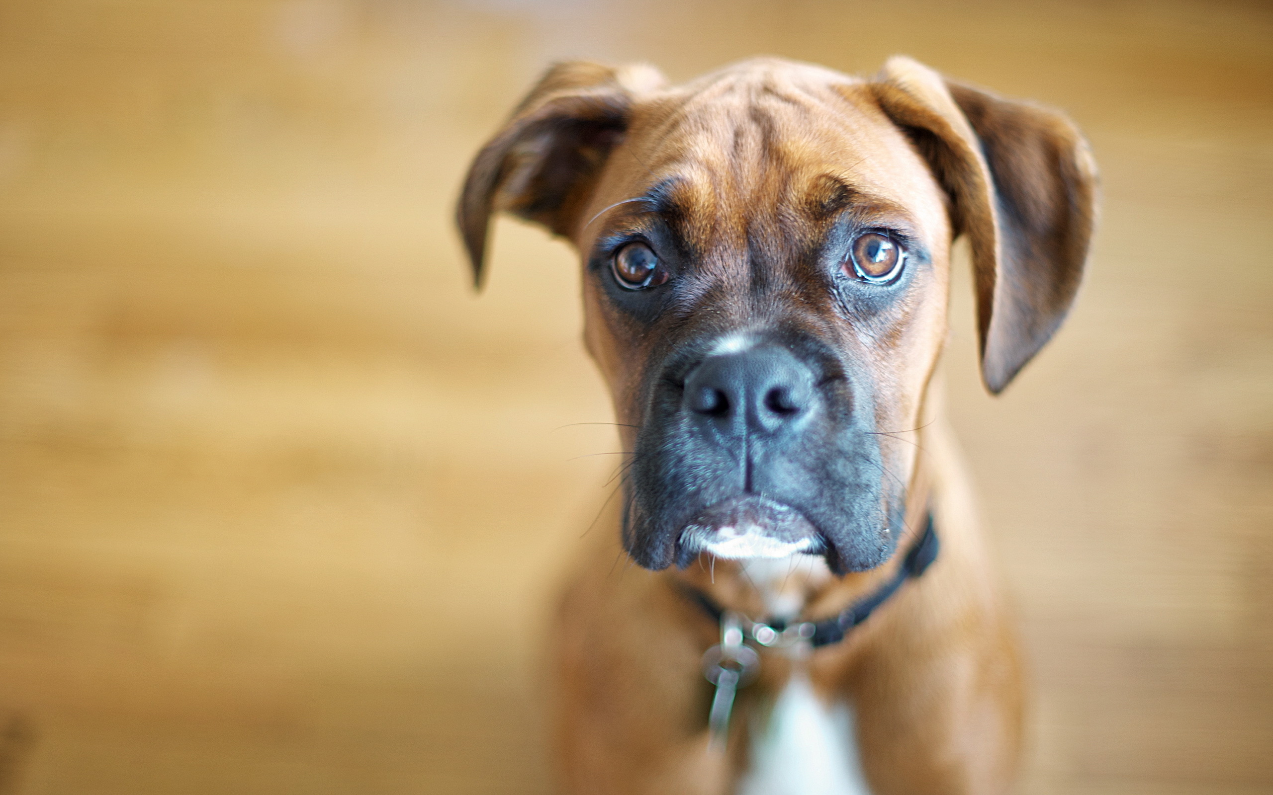 animal, boxer, dog, dogs for android