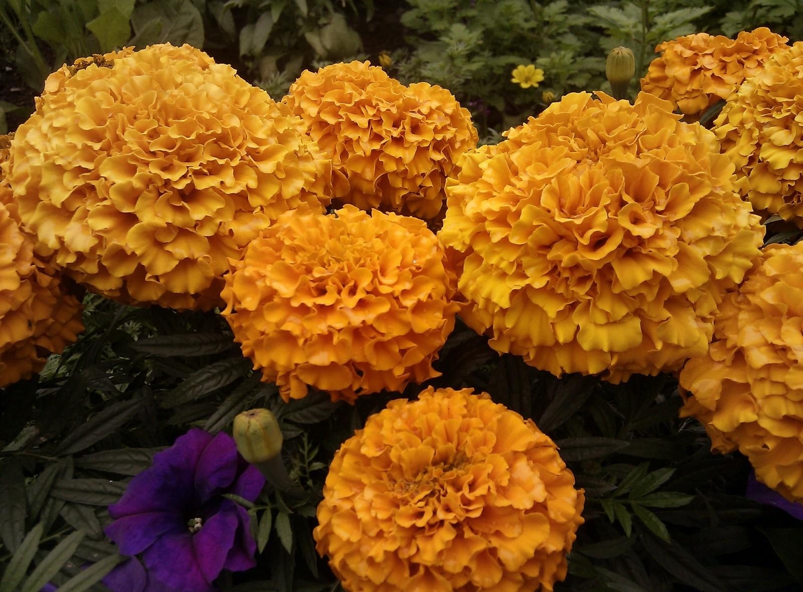 flowers, orange, close up, flower bed, flowerbed, velvet, barhotki