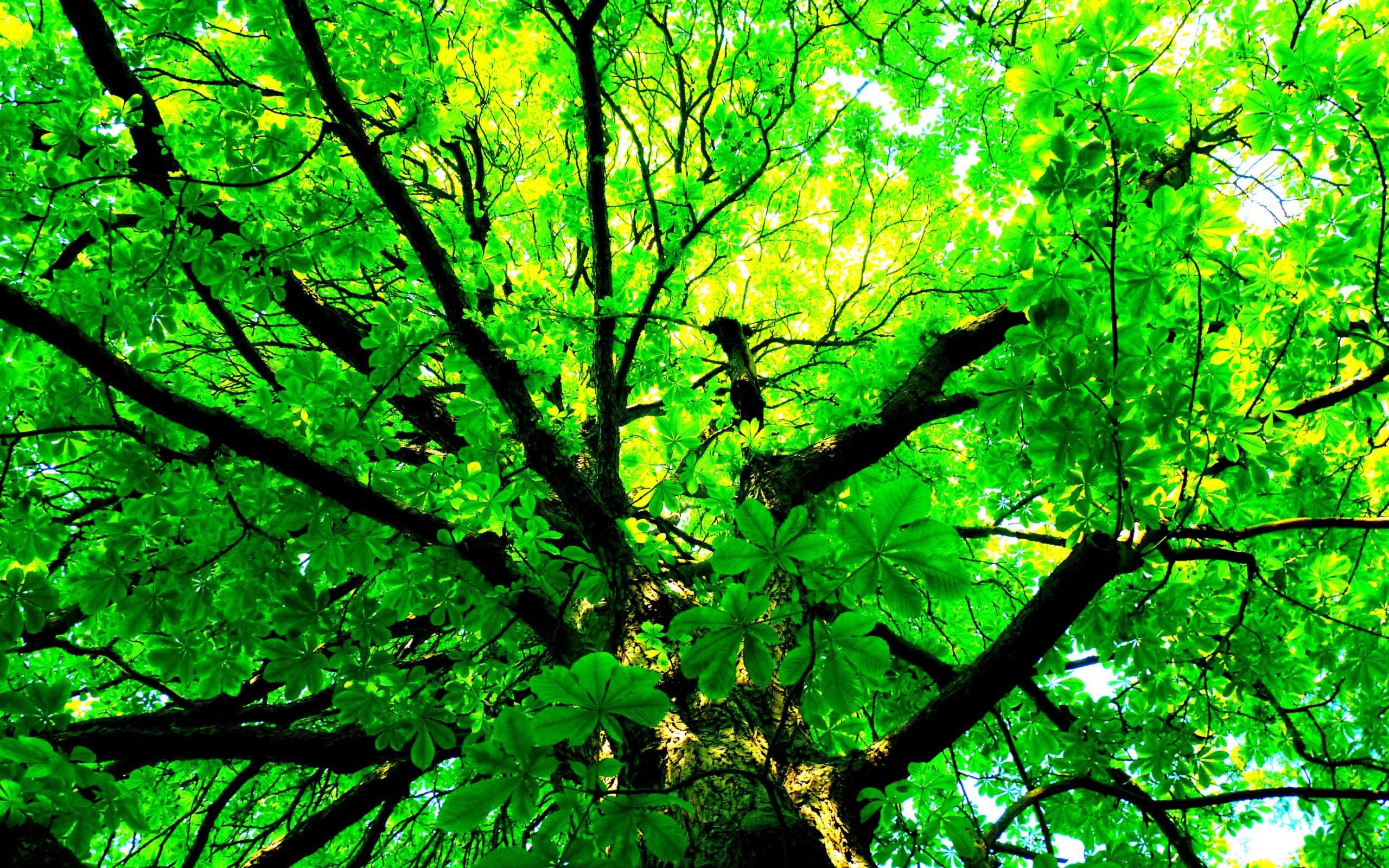 earth, tree, branch, canopy, green, leaf, trees