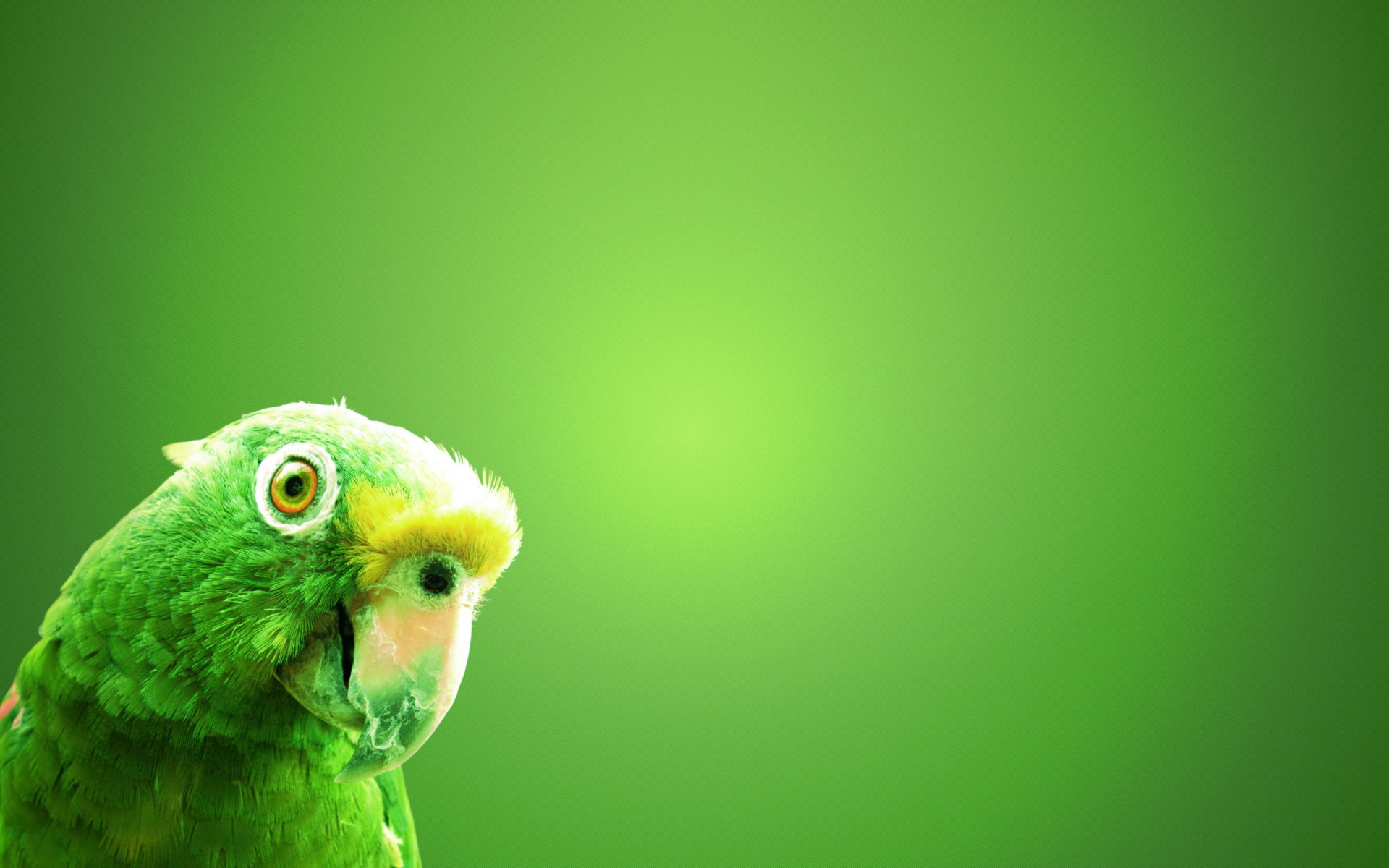 green, bird, animal, parrot, birds 32K