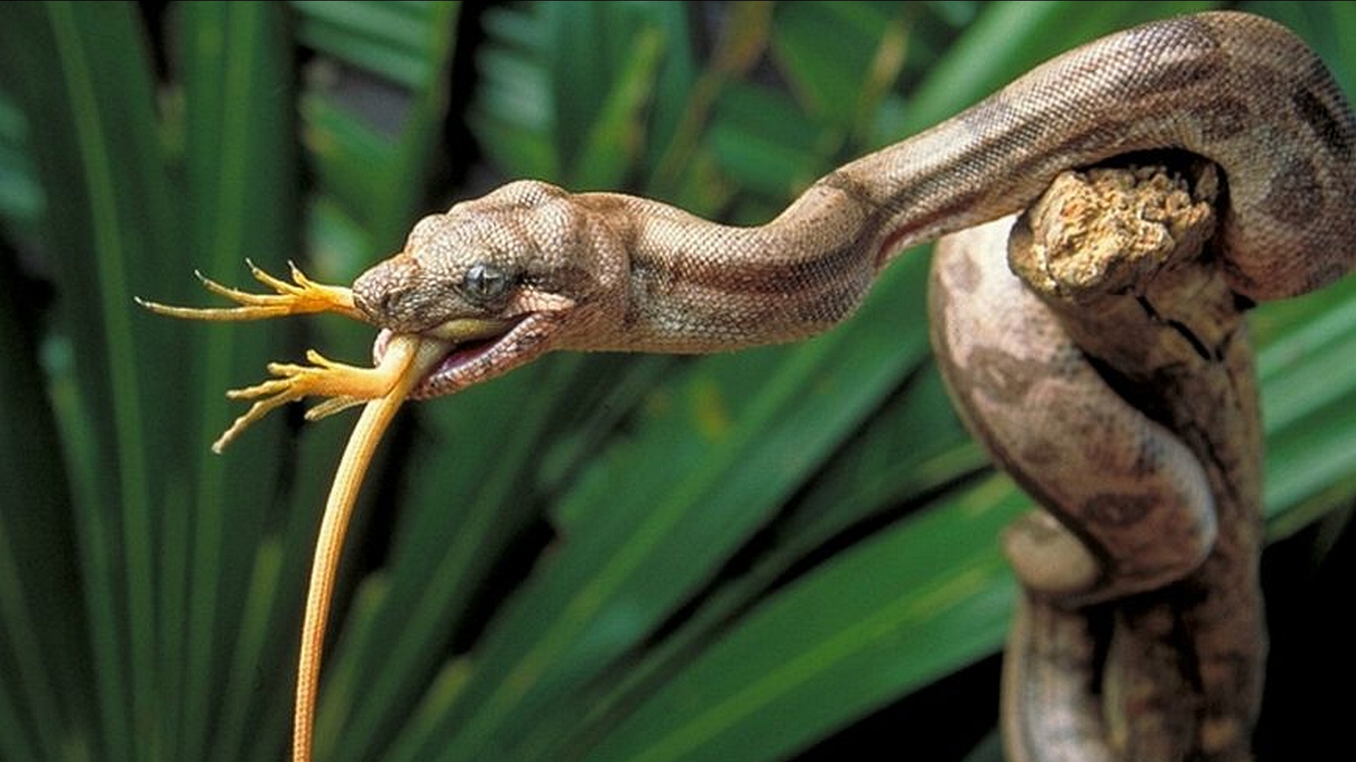 Змея ест ящерицу