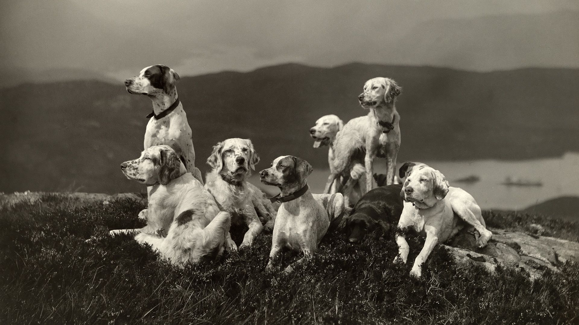 animals, dogs, bw, chb, family, elevation, lots of, multitude wallpapers for tablet