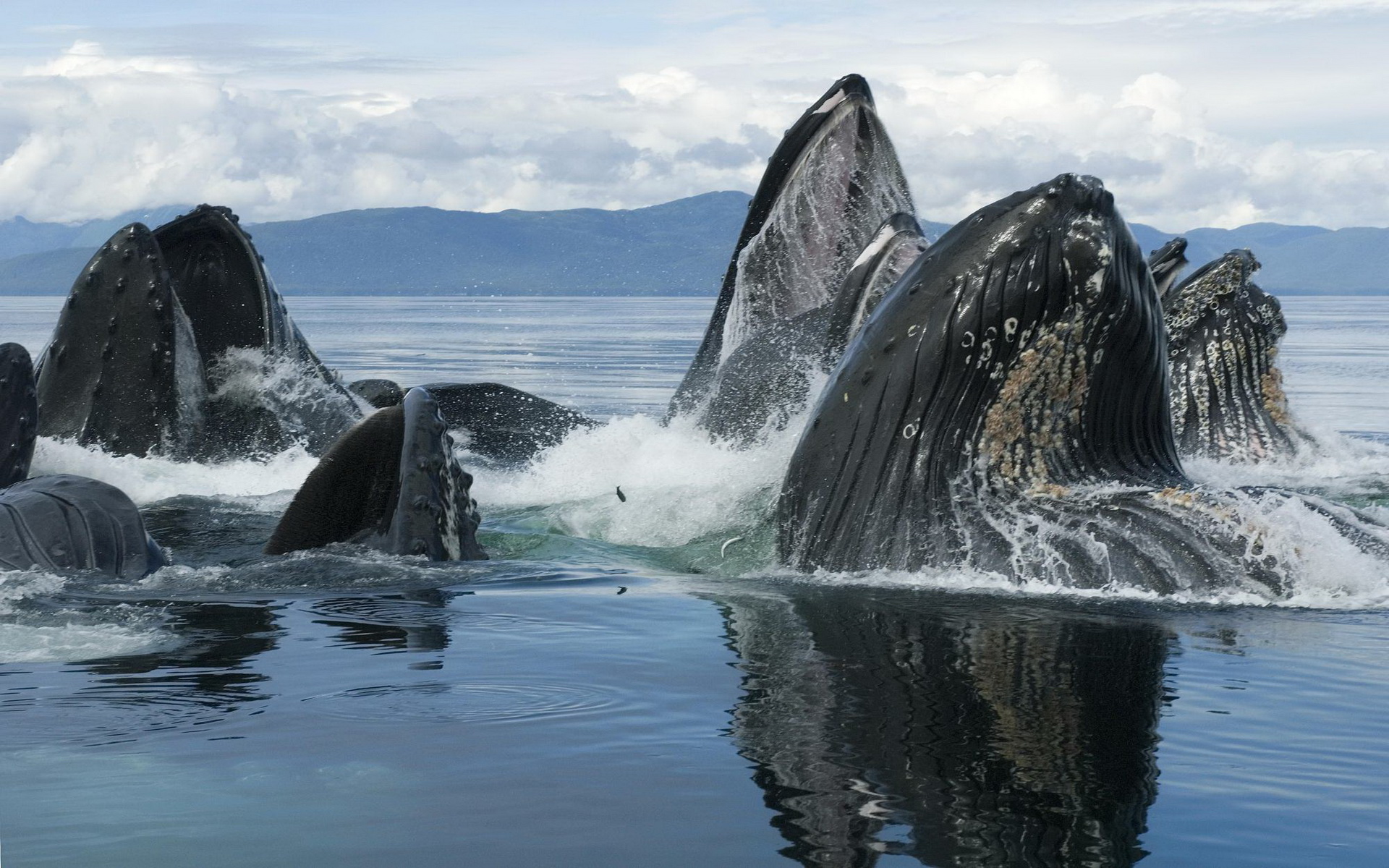 585694 скачать обои горбатый кит, животные - заставки и картинки бесплатно