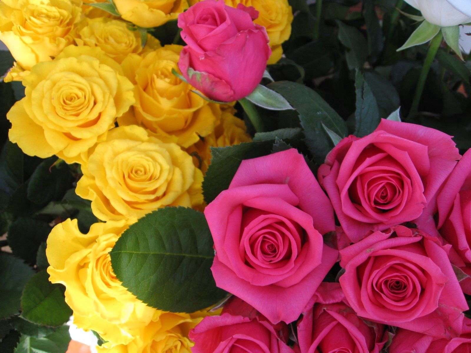 flowers, roses, pink, yellow, buds