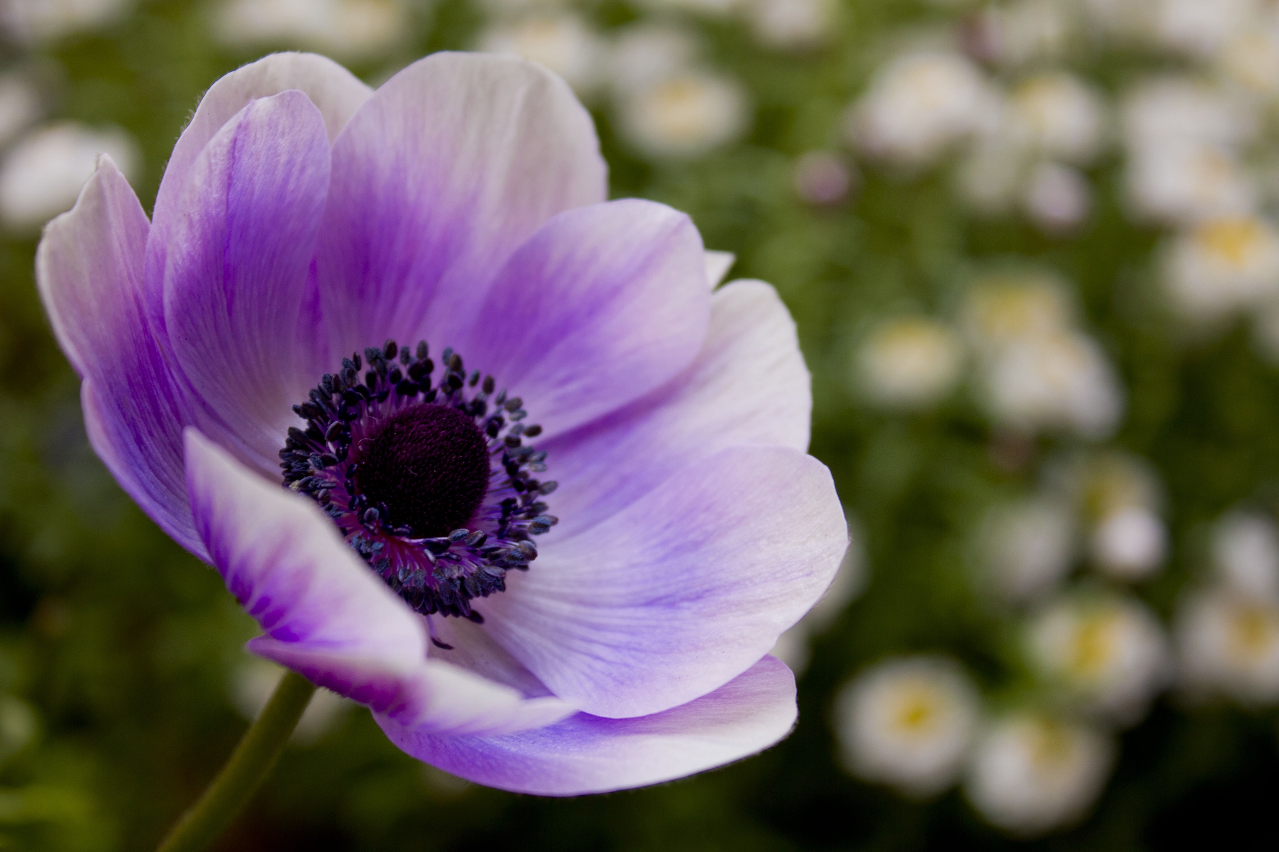 Laden Sie das Lila, Pollen, Stiel, Stengel, Blumen, Blume-Bild kostenlos auf Ihren PC-Desktop herunter