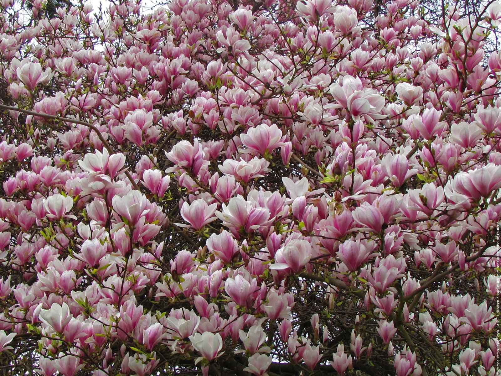 magnolia, spring, earth, blossom, close up, pink flower, trees Free Stock Photo
