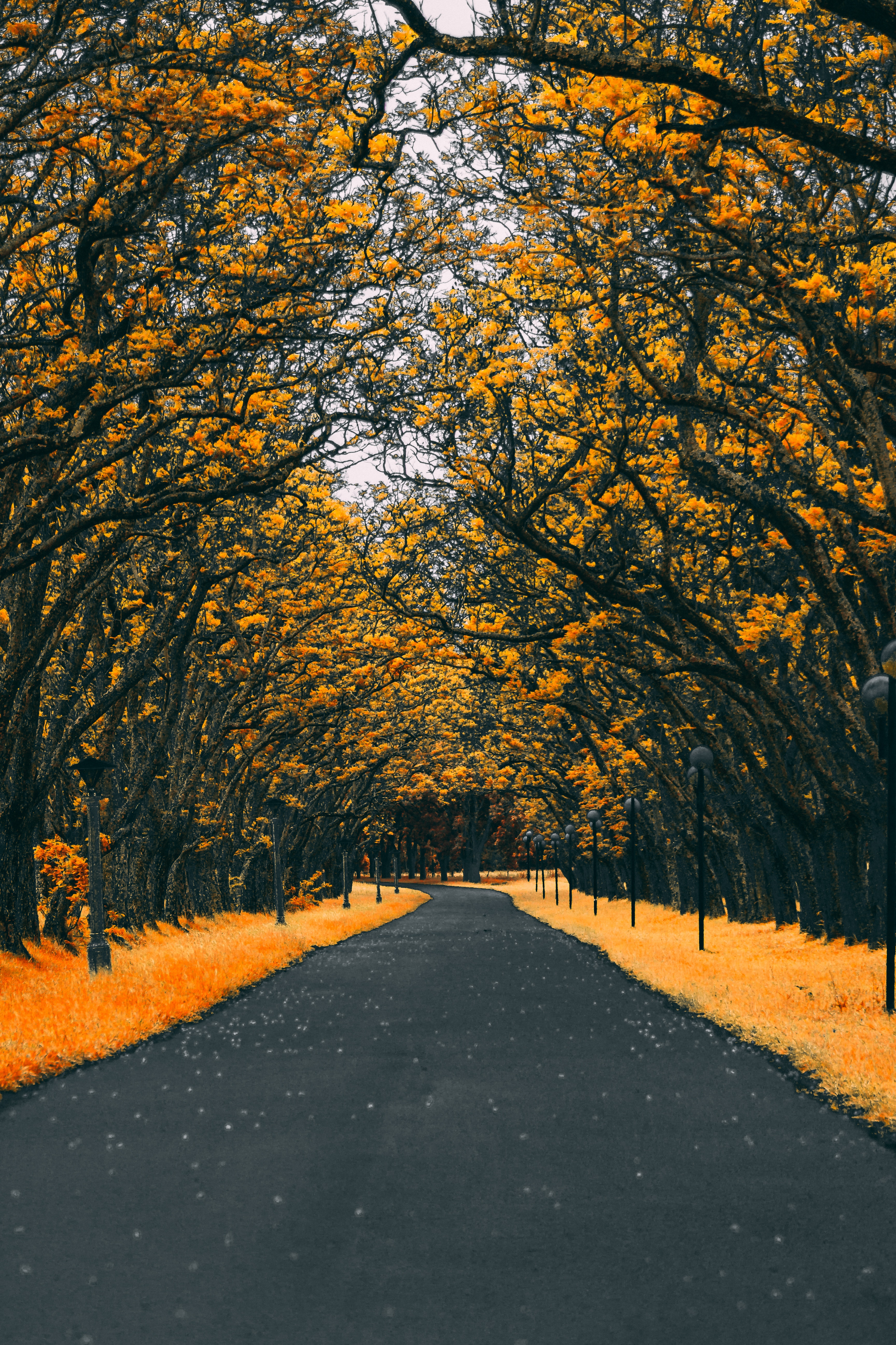 road, lanterns, nature, trees, autumn, lights, foliage Phone Background