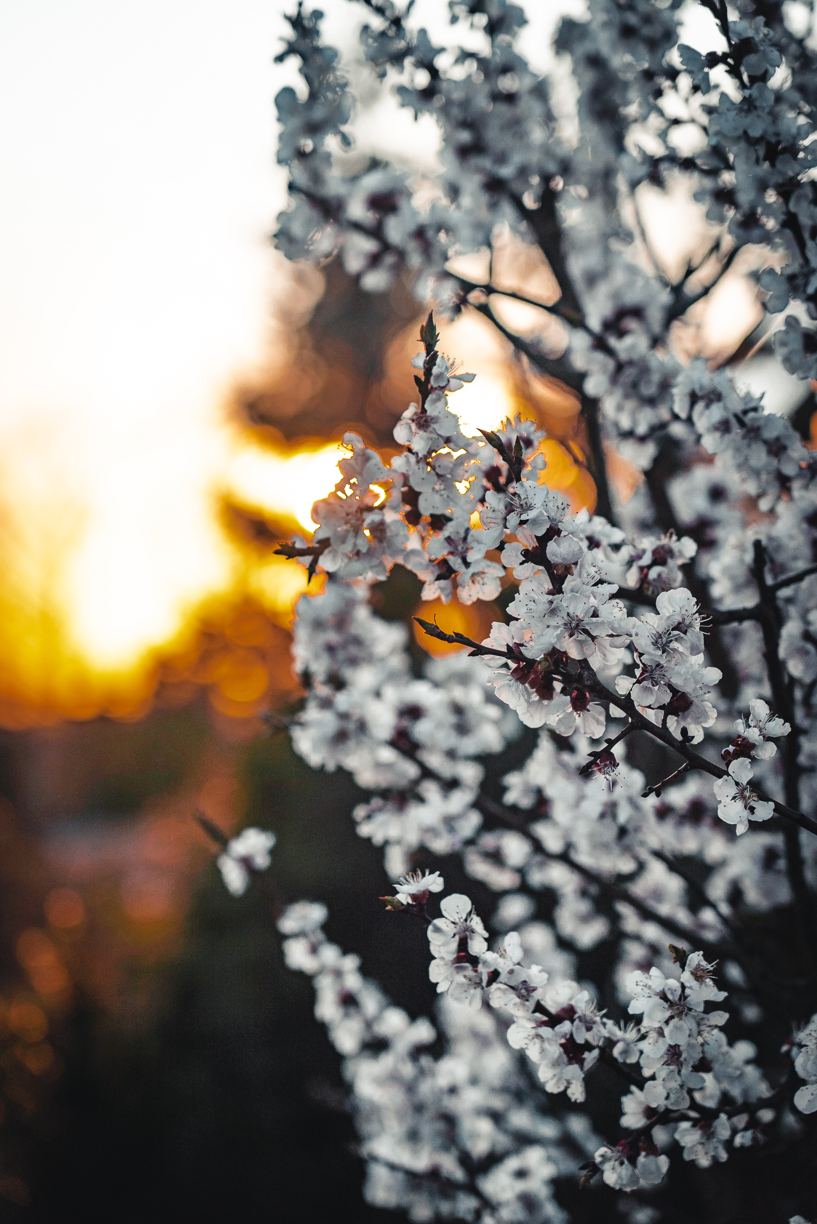 spring, blooms, flowers, sakura, branches