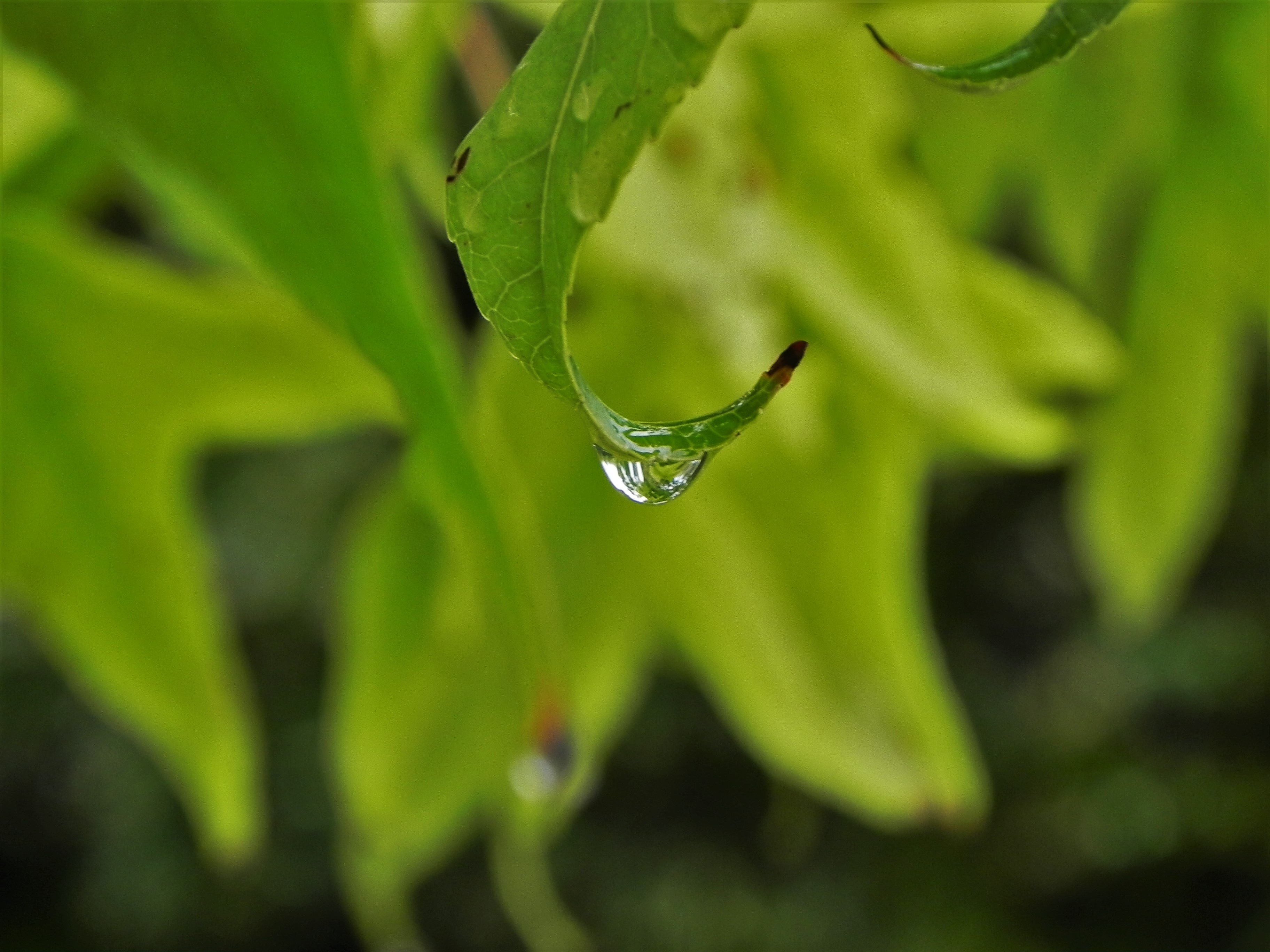 Download mobile wallpaper Macro, Smooth, Drop, Leaves, Blur for free.