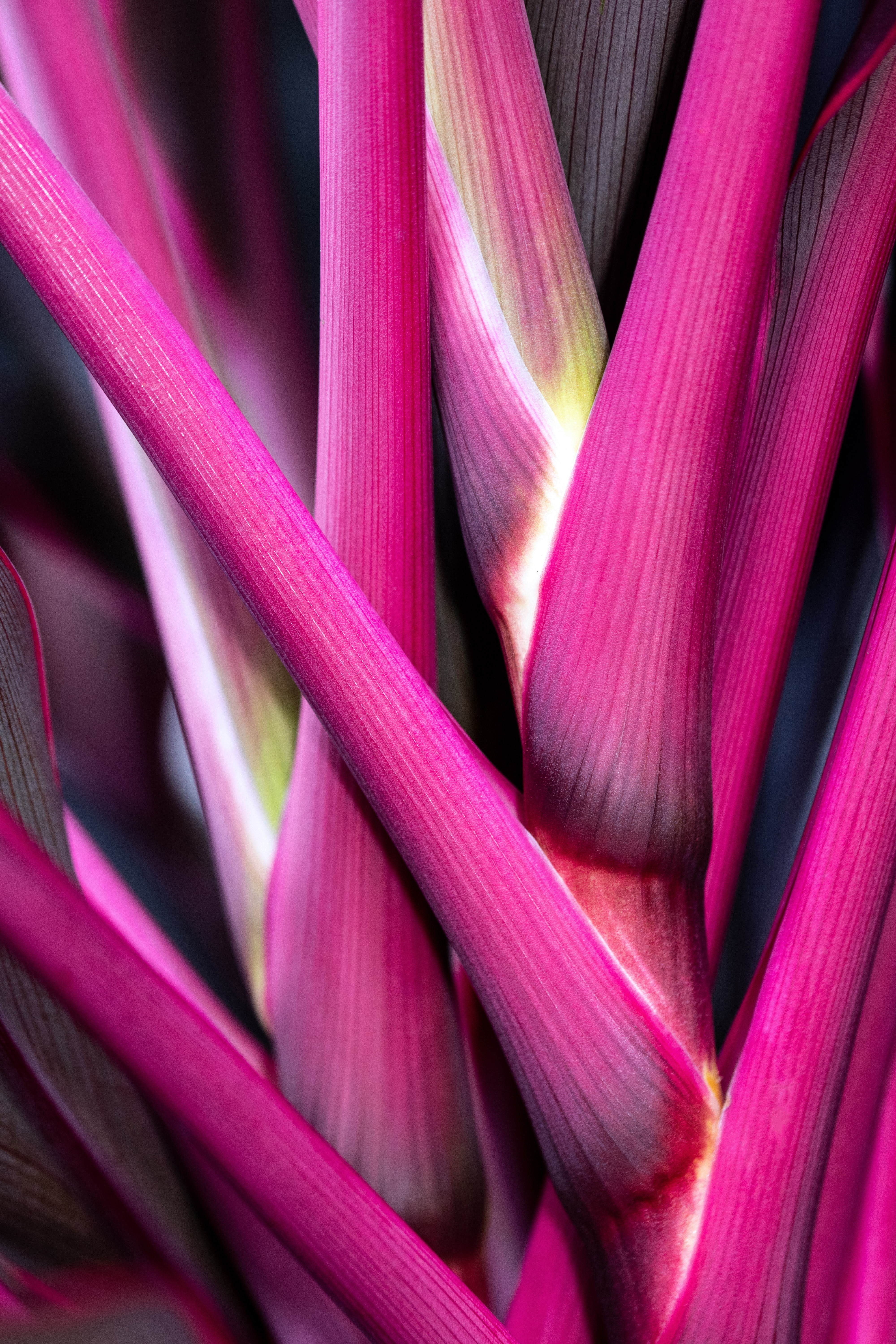 pink, plant, macro, stem, stalk for android