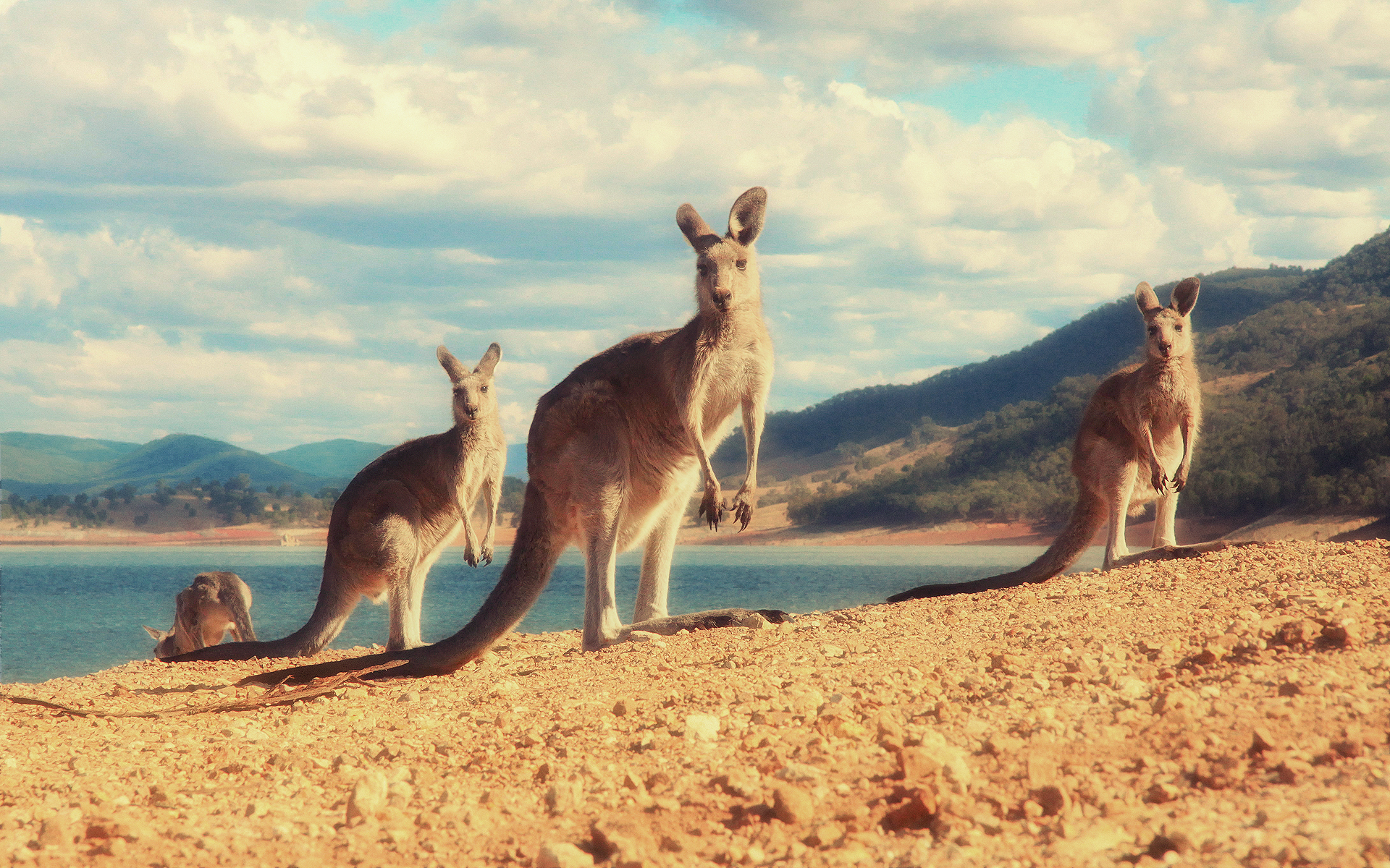 577084 скачать картинку кенгуру, животные - обои и заставки бесплатно