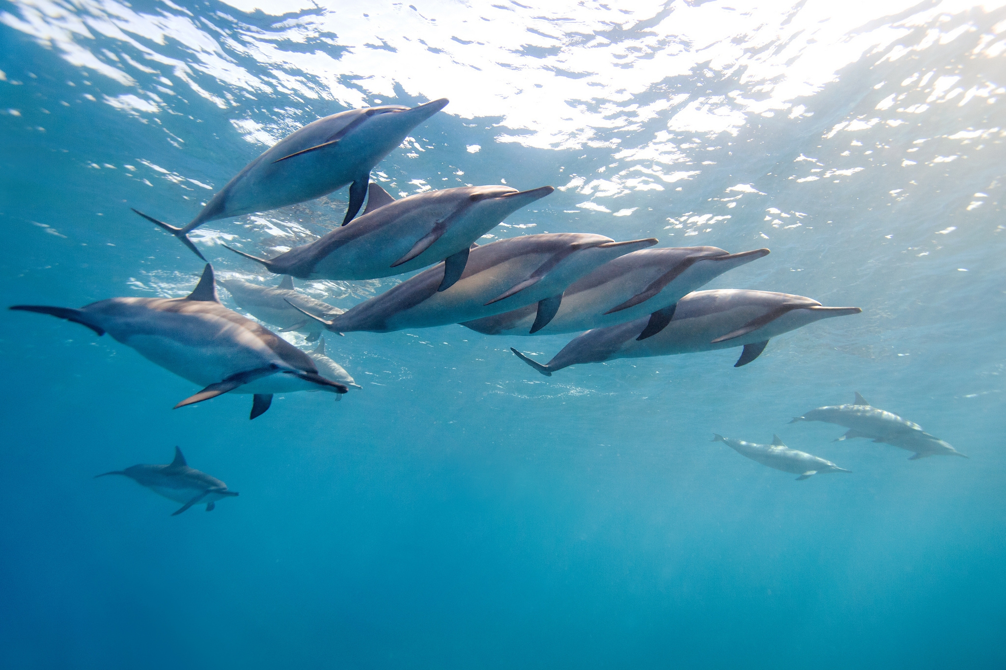 Скачать обои бесплатно Тропический Дельфин, Стая, Животные, Гавайи, Вода, Океан, Дельфин картинка на рабочий стол ПК