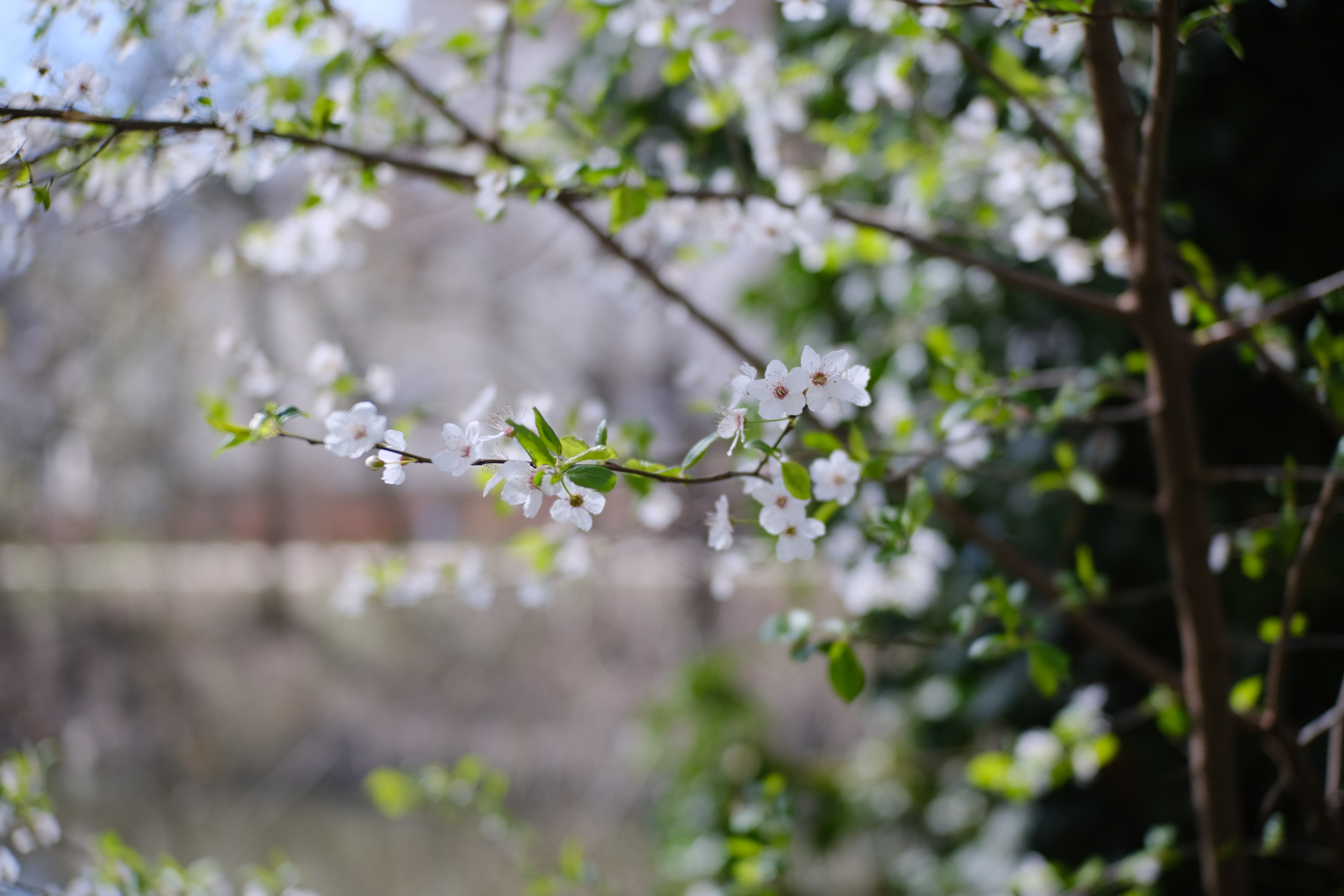 spring, leaves, macro, flowers, cherry, branches
