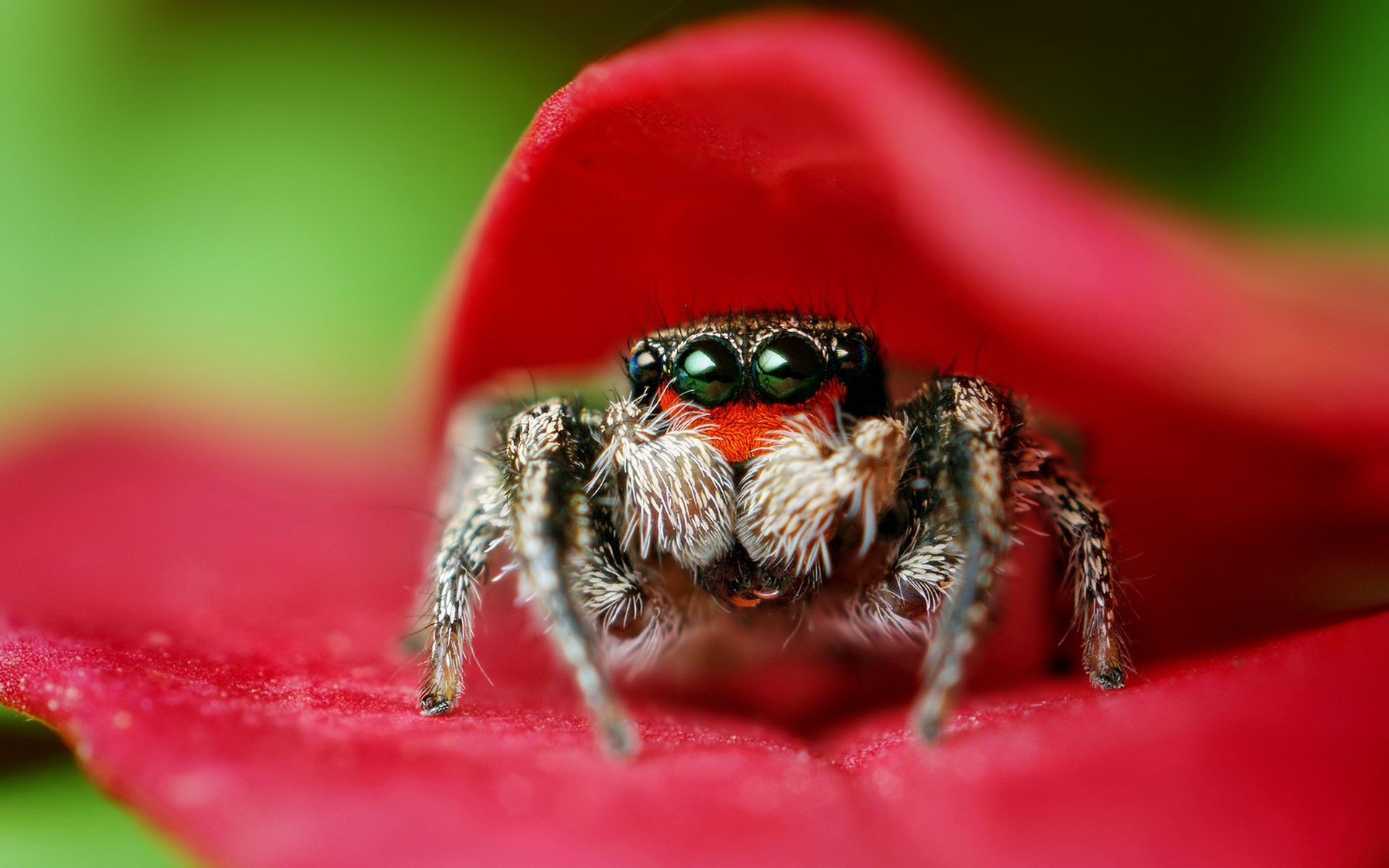 Full HD jumping spider, animal, spider, spiders