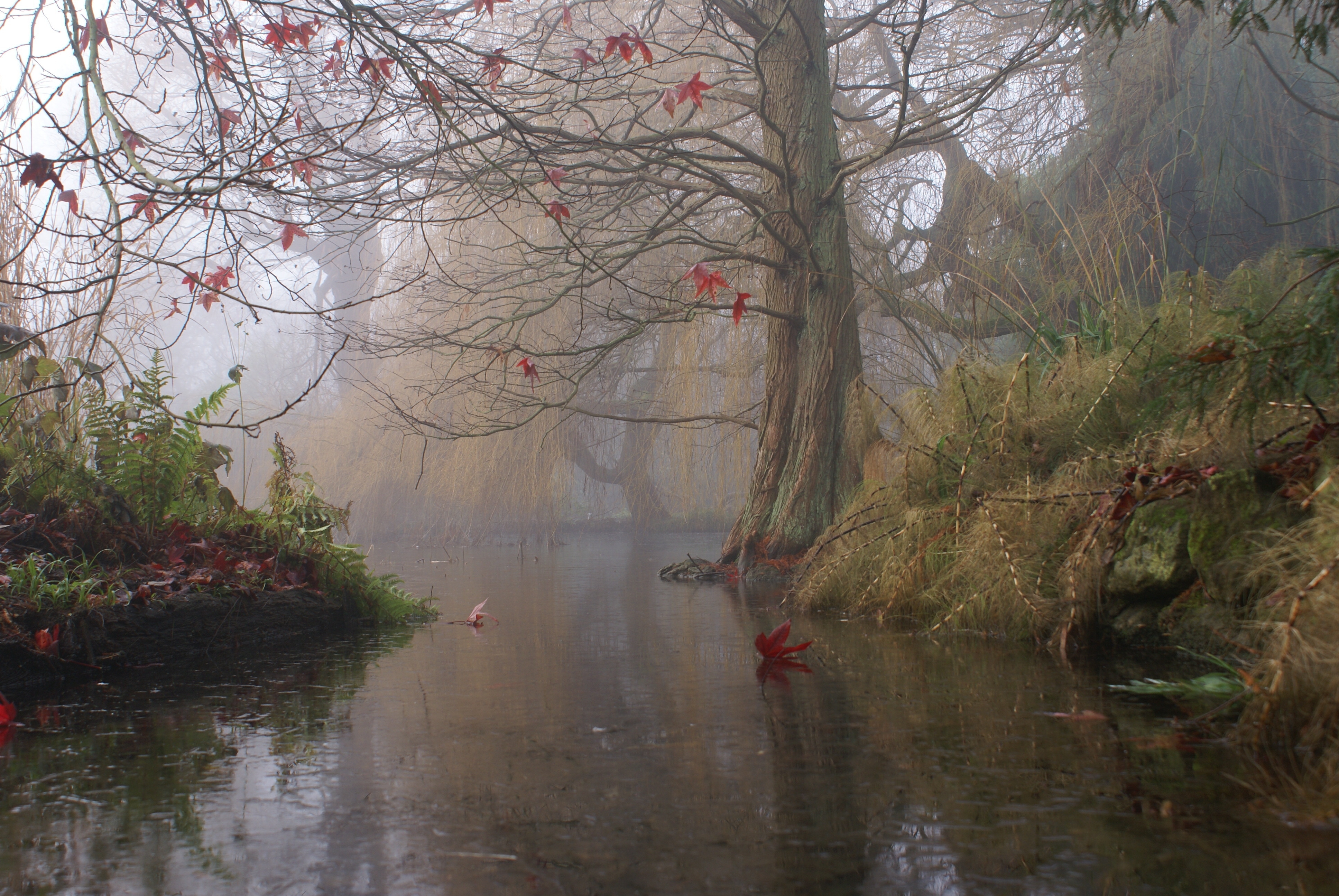 fog, tree, art, lake, nature, wood, bush, sheet, leaf, painting 1080p