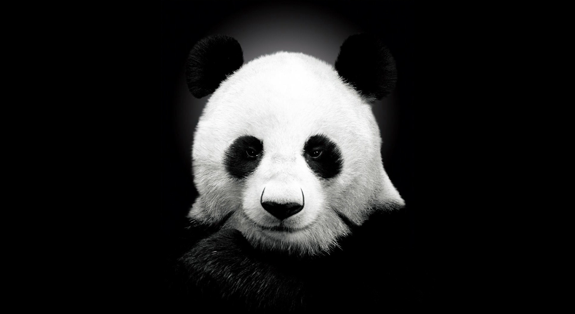 33219 télécharger le fond d'écran animaux, pandas - économiseurs d'écran et images gratuitement
