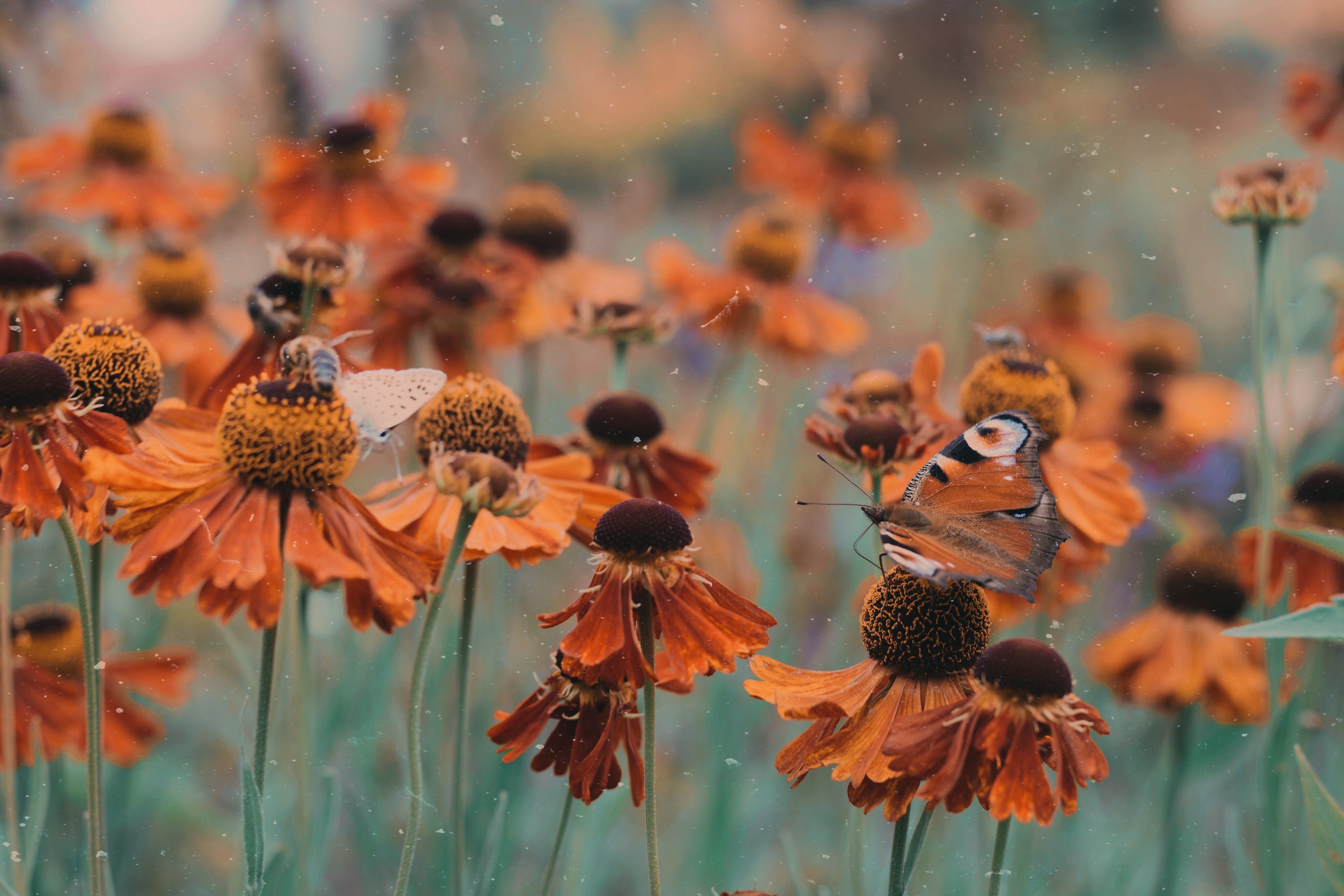 Laden Sie das Makro, Unschärfe, Glatt, Blumen, Blumenbeet, Schmetterling-Bild kostenlos auf Ihren PC-Desktop herunter