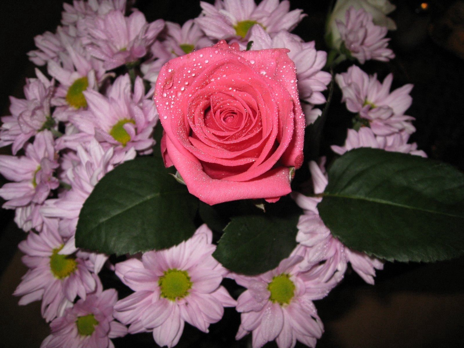 Téléchargez des papiers peints mobile Feuilles, Chrysanthème, Fleurs, Drops, Bouquet, Une Rose, Rose gratuitement.