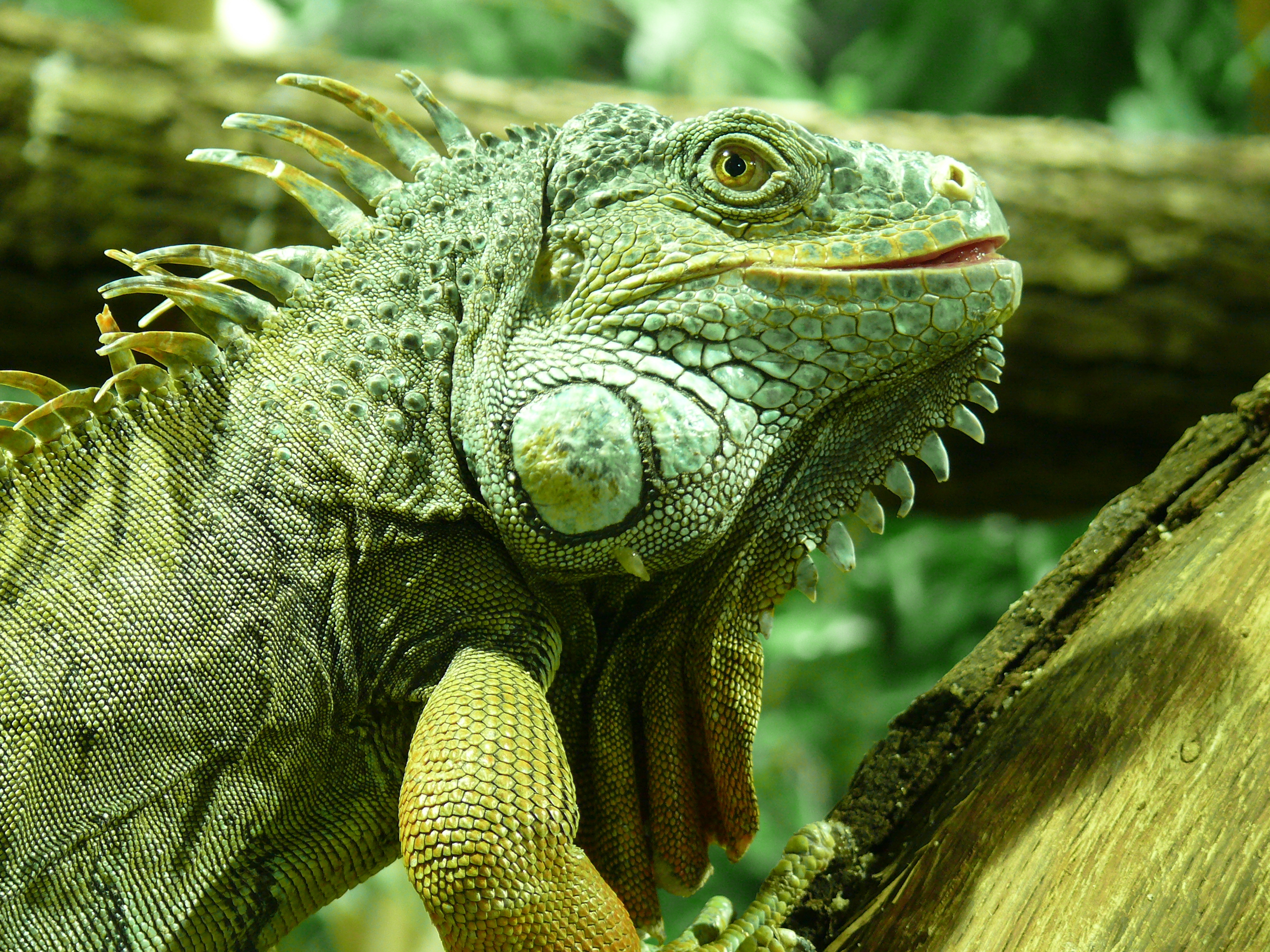 282063 descargar imagen animales, iguana, reptiles: fondos de pantalla y protectores de pantalla gratis