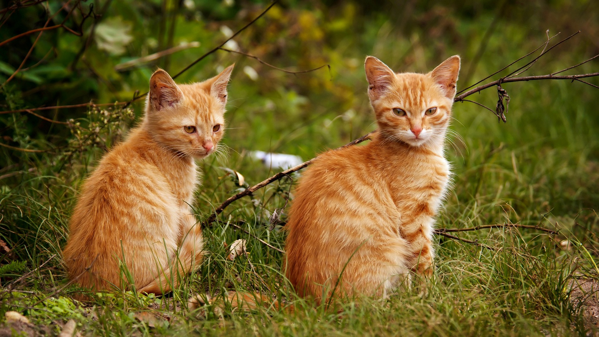 Две рыжие кошки