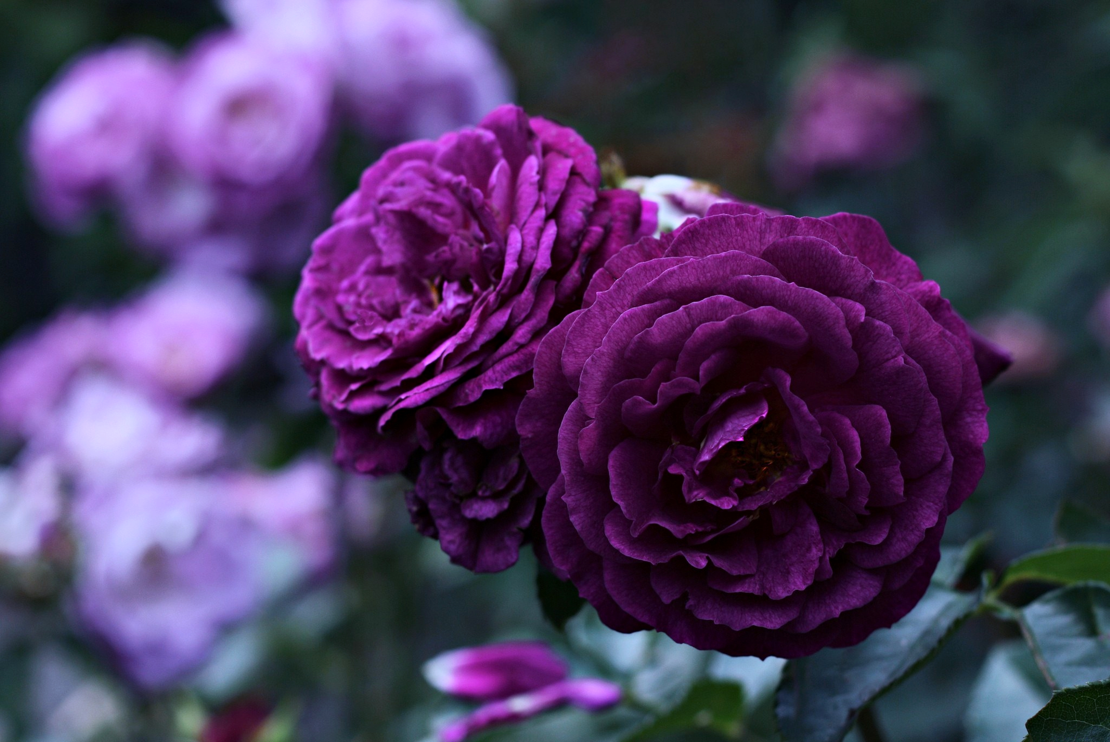 Download mobile wallpaper Purple Flower, Flowers, Flower, Rose, Earth for free.